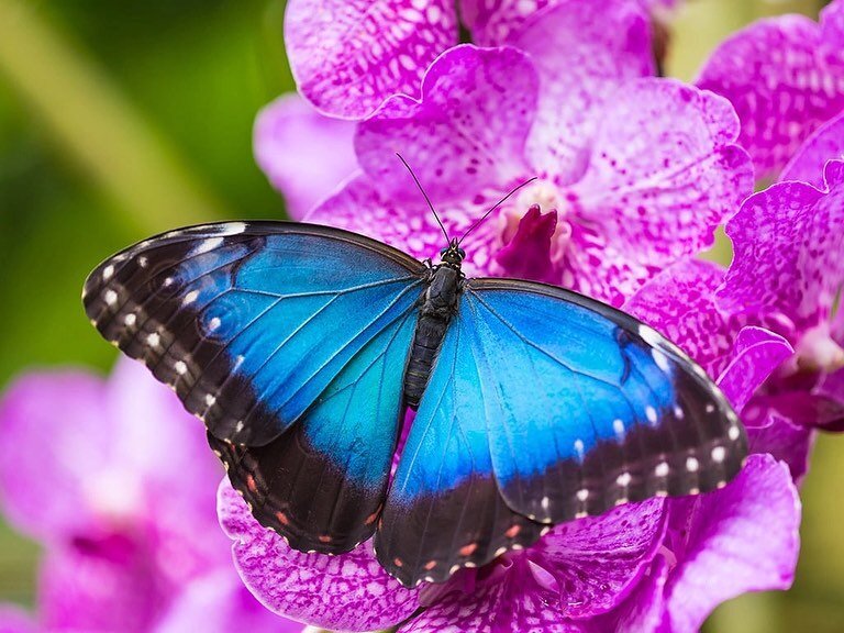 I have always been fascinated with butterflies. Their down-to-earth, dirty, small, and silent lifestyle as a caterpillar, their transformation, and their emerging into a new life as a beautiful butterfly.

A question that always grabbed my memory was