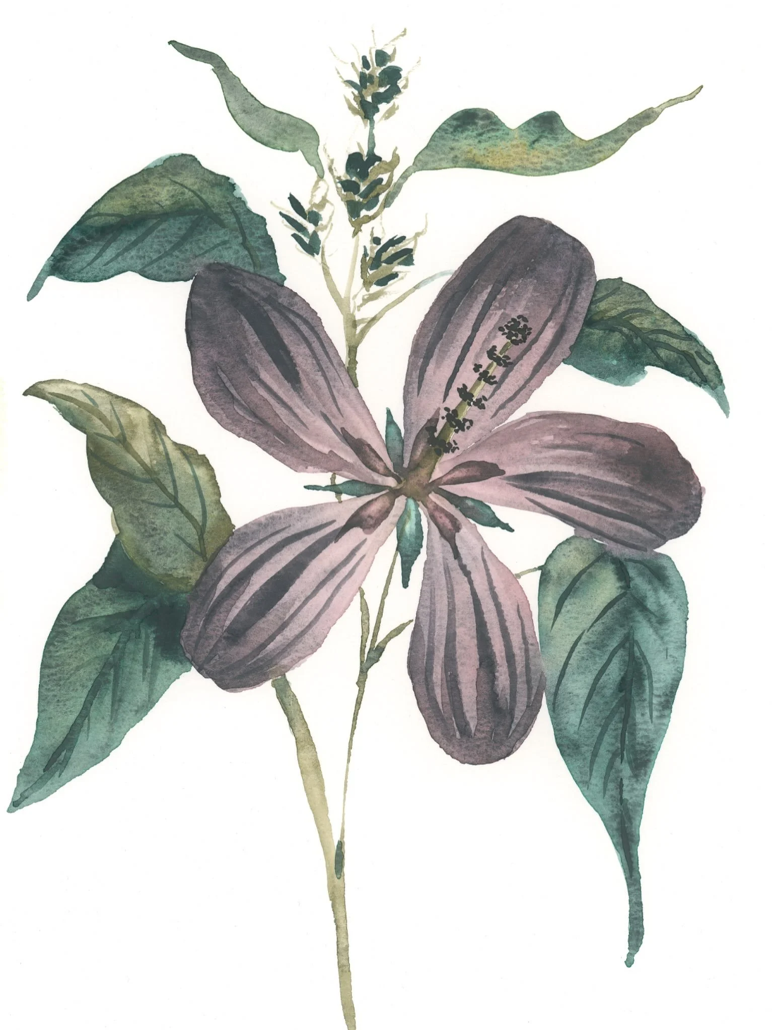 Inspired by vintage botanical illustrations, this hardy hibiscus was painted with @kuretakejapan graphite watercolors for a moody muted look. 

Even though this painting is neat and tidy, as usual this was painted without a preliminary sketch. 

Chec