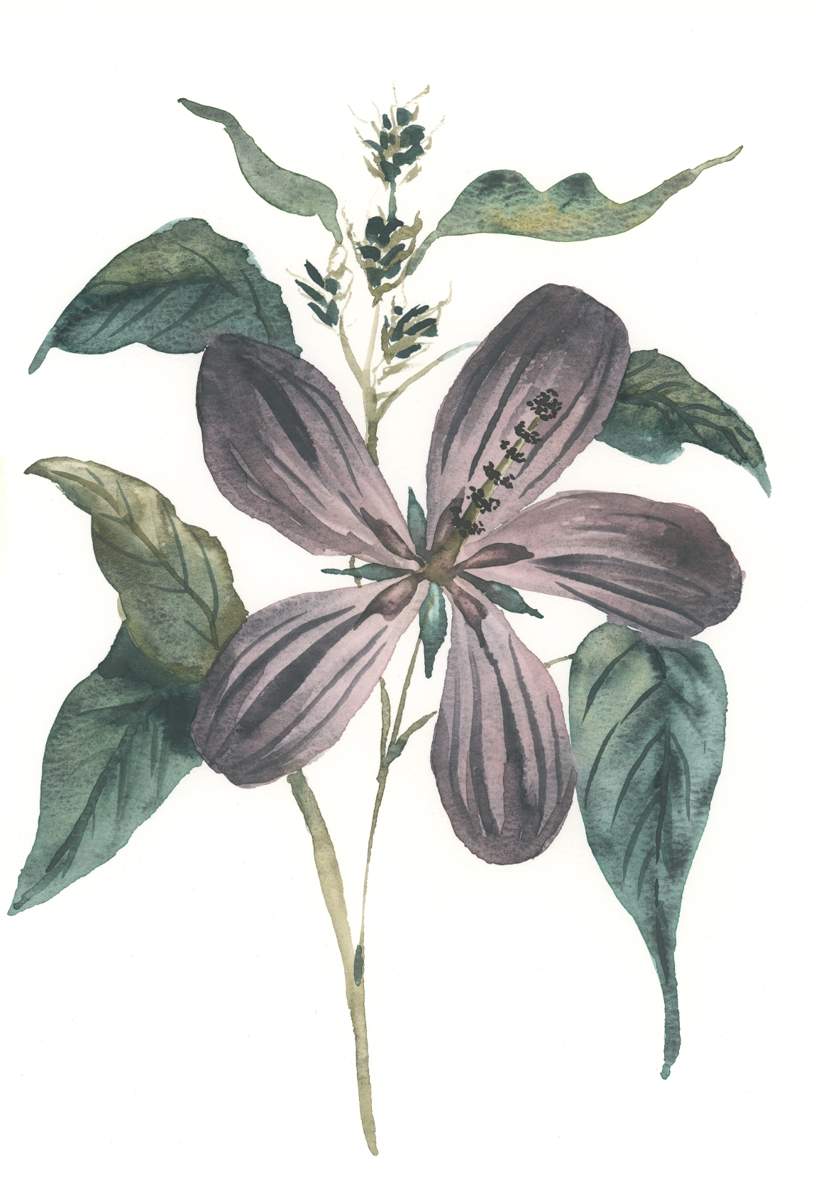 Painting a Hardy Hibiscus with Kuretake Graphite Colors (Cool Tones, Warm Feelings)