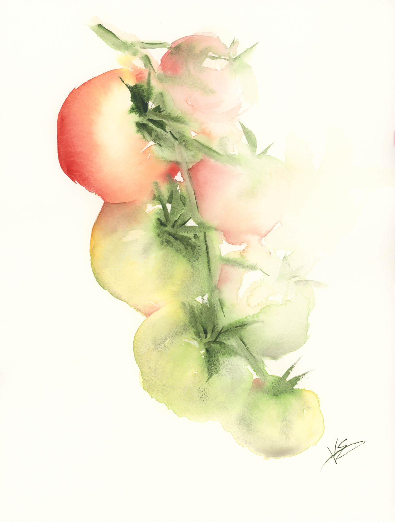 "Vine of Tomatoes" 9x12 inches