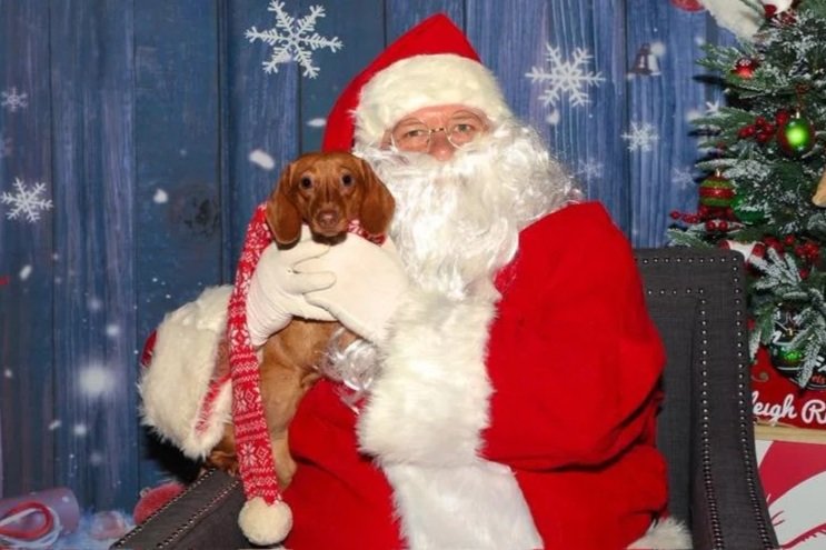 Dear Santa, I’m sorry about the wiener dog