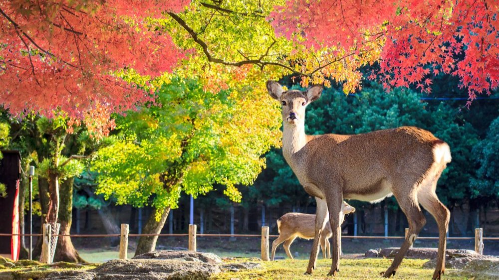 Nara, Japan's ancient capital, is known for its sacred deer 