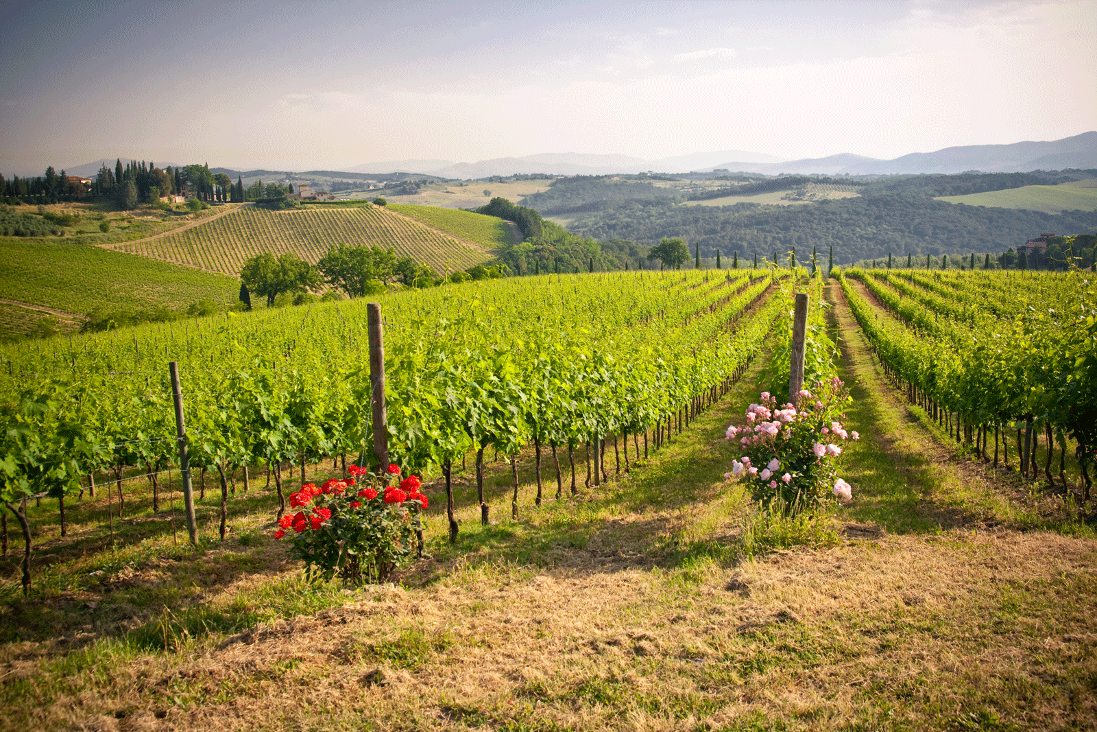 Roses paint a pretty picture as they ward off pests in an Umbrian vineyard