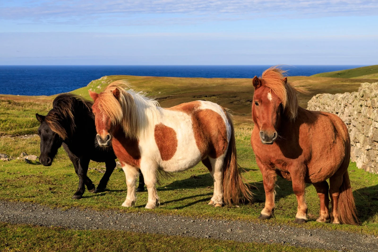 Shetland ponies in their native habitat!