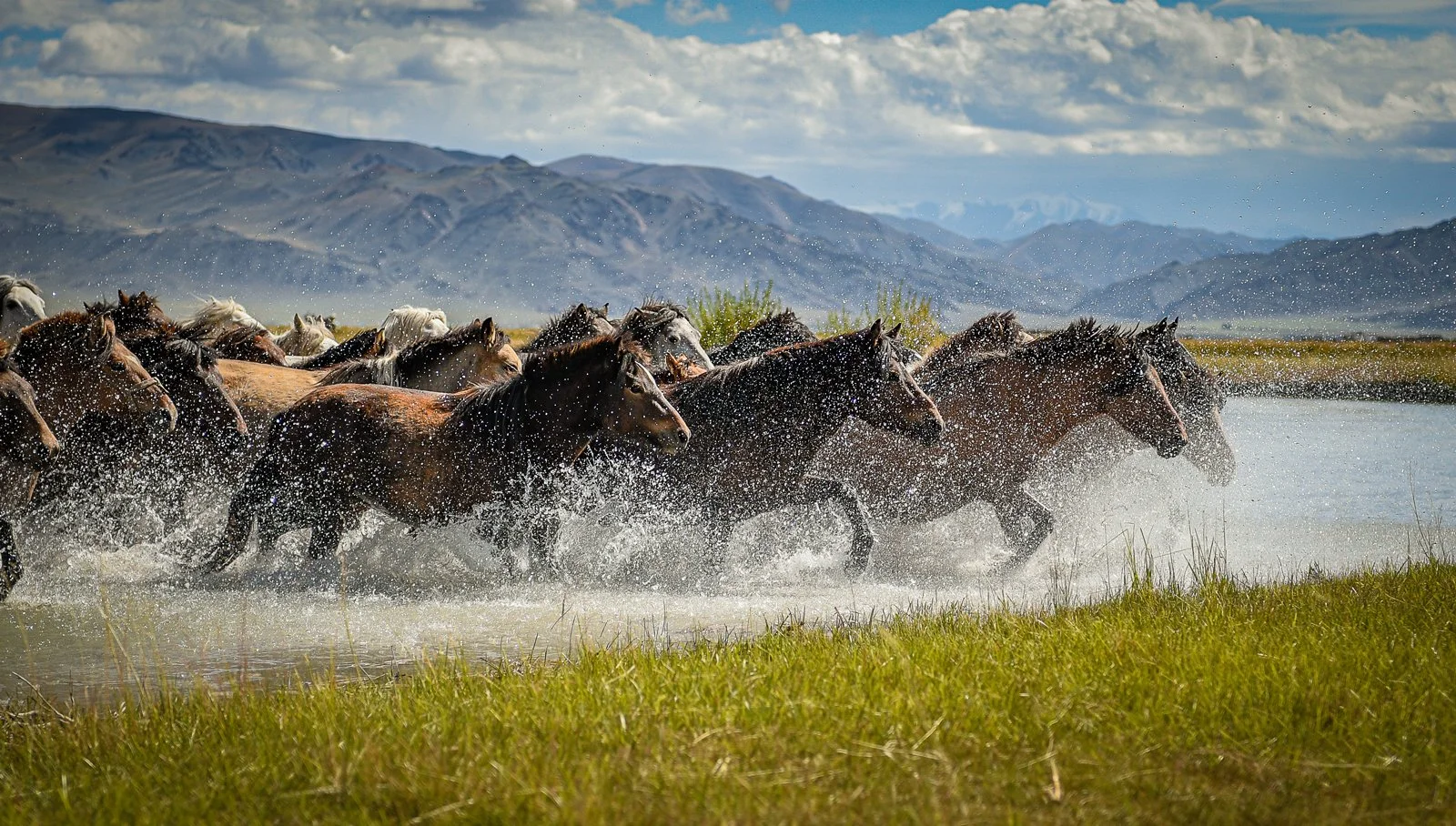 Mongolian-horses_shutterstock_1812576430_web1600.jpg