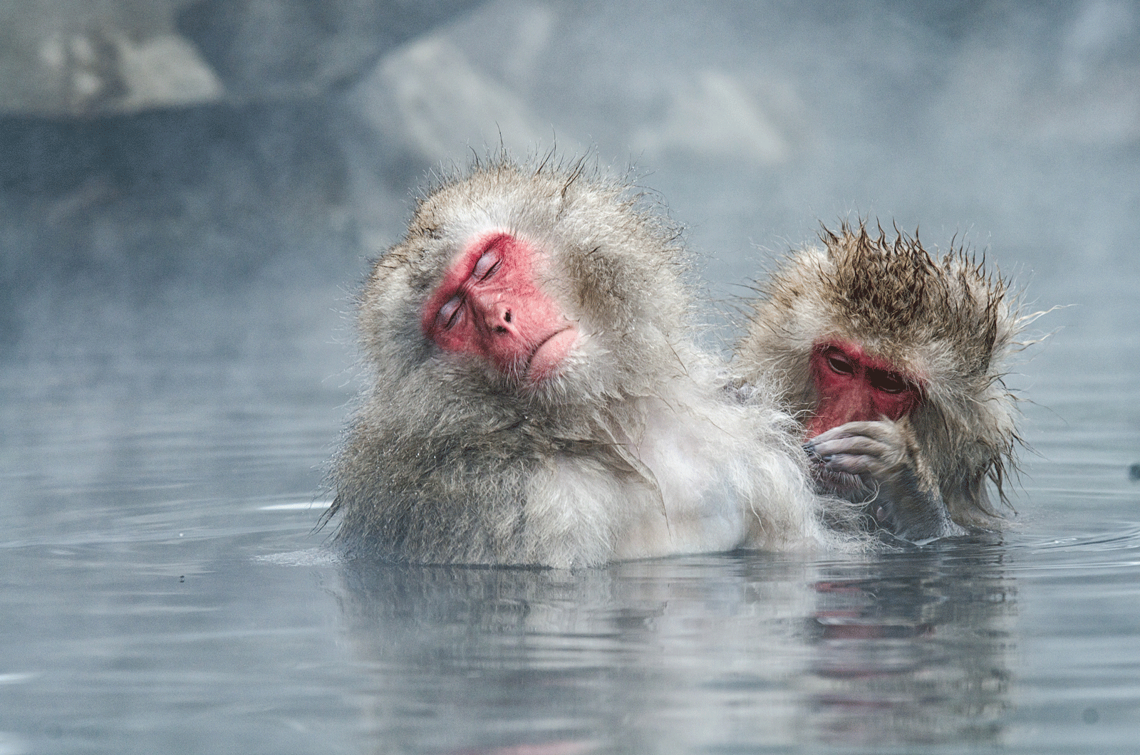 Snow monkeys bathing in the Japanese Alps, outside Nagano