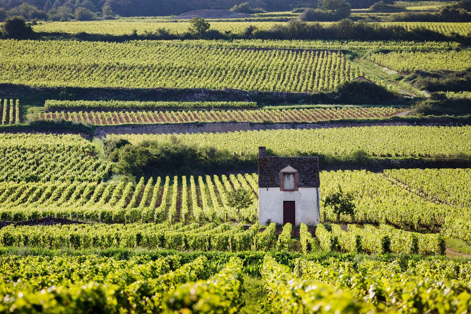 In the vineyards outside Beaune