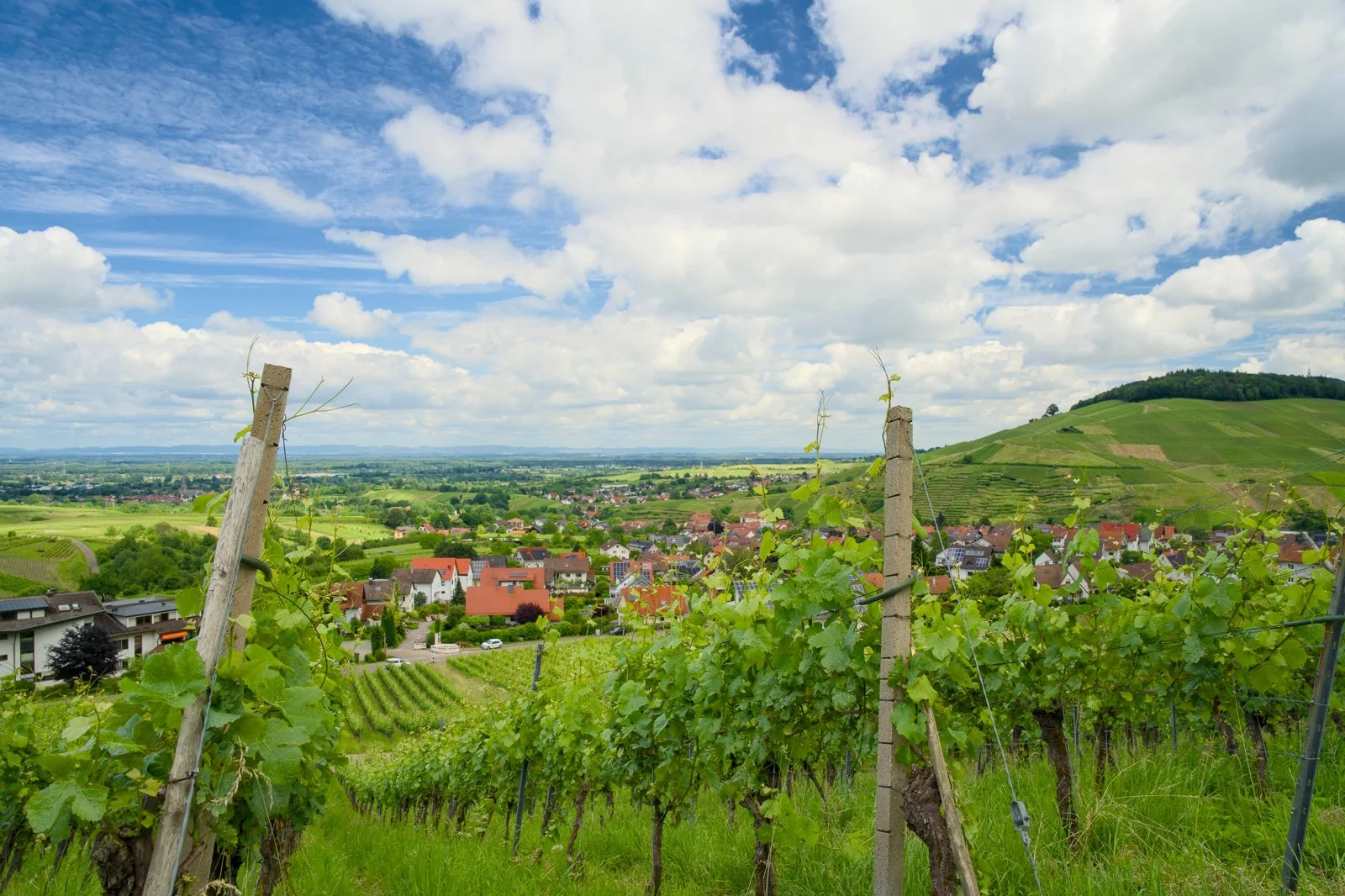 Wine country outside Baden-Baden