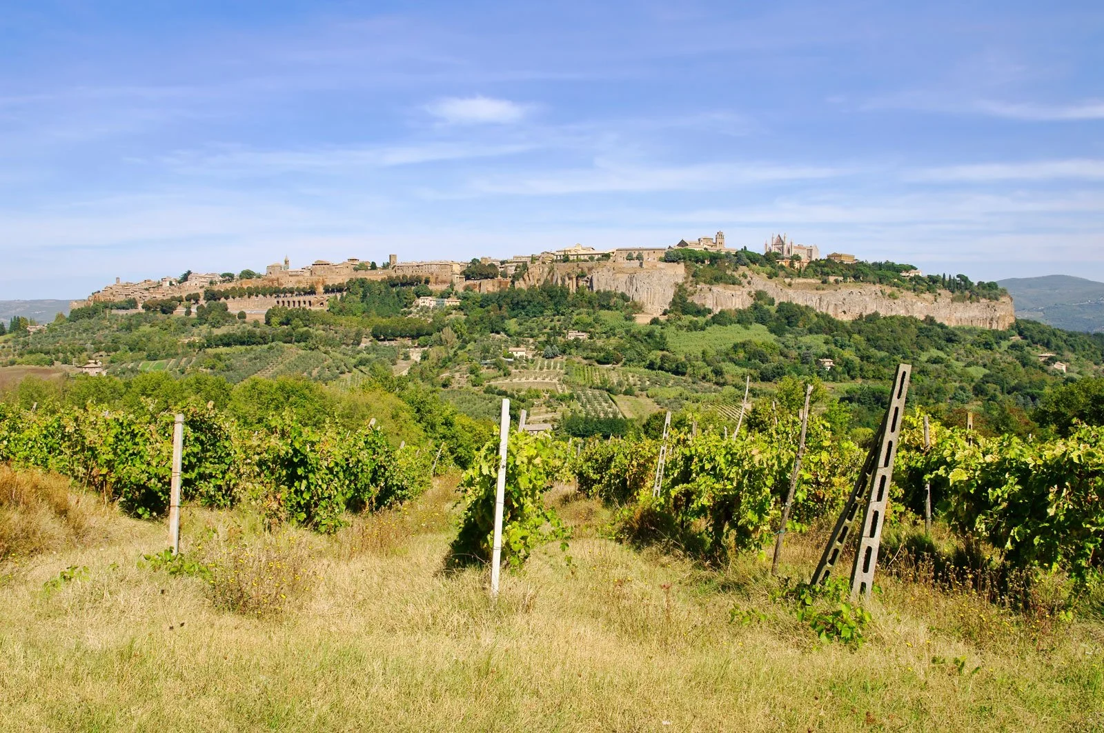 View over Orvieto's vineyards
