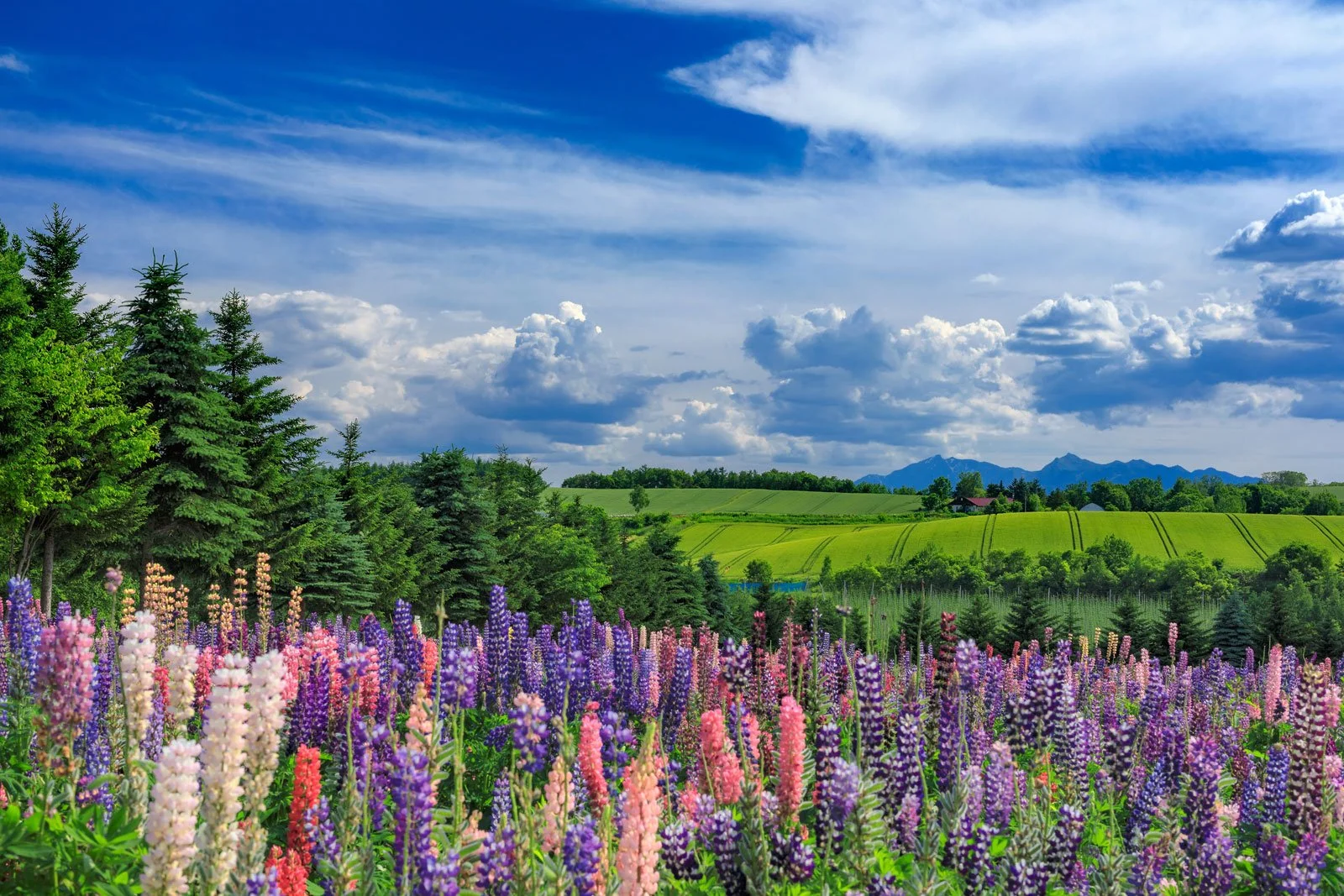 Commercial flower fields around Furano