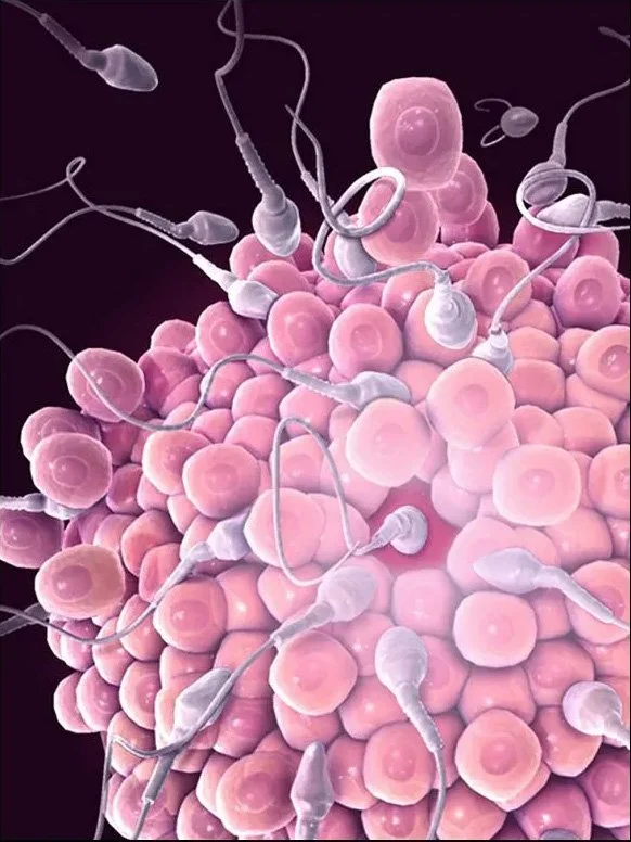 fertilization_JPG.jpg