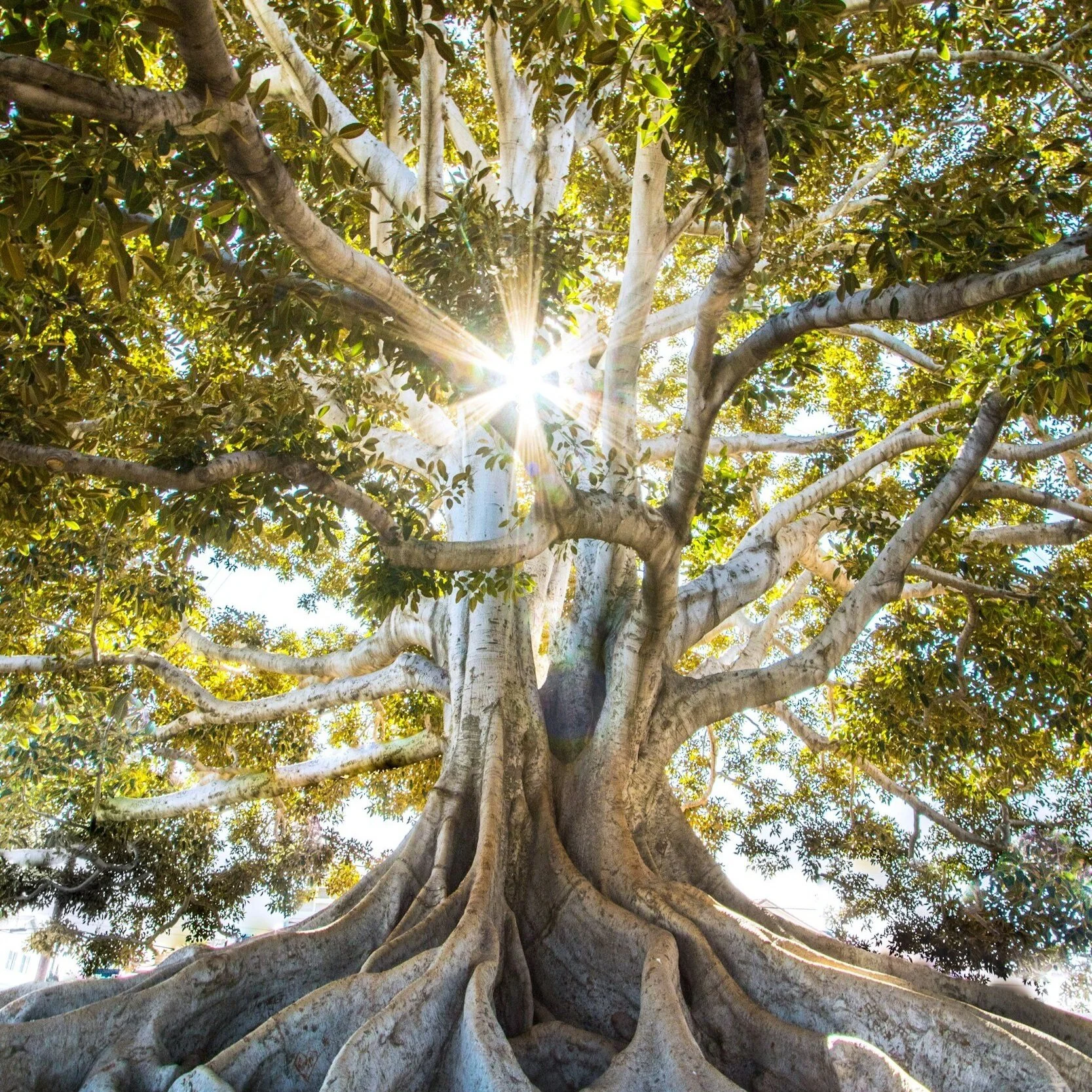 A large, old tree with numerous thick roots, spreading branches, and dense green foliage, with sunlight shining through the leaves.