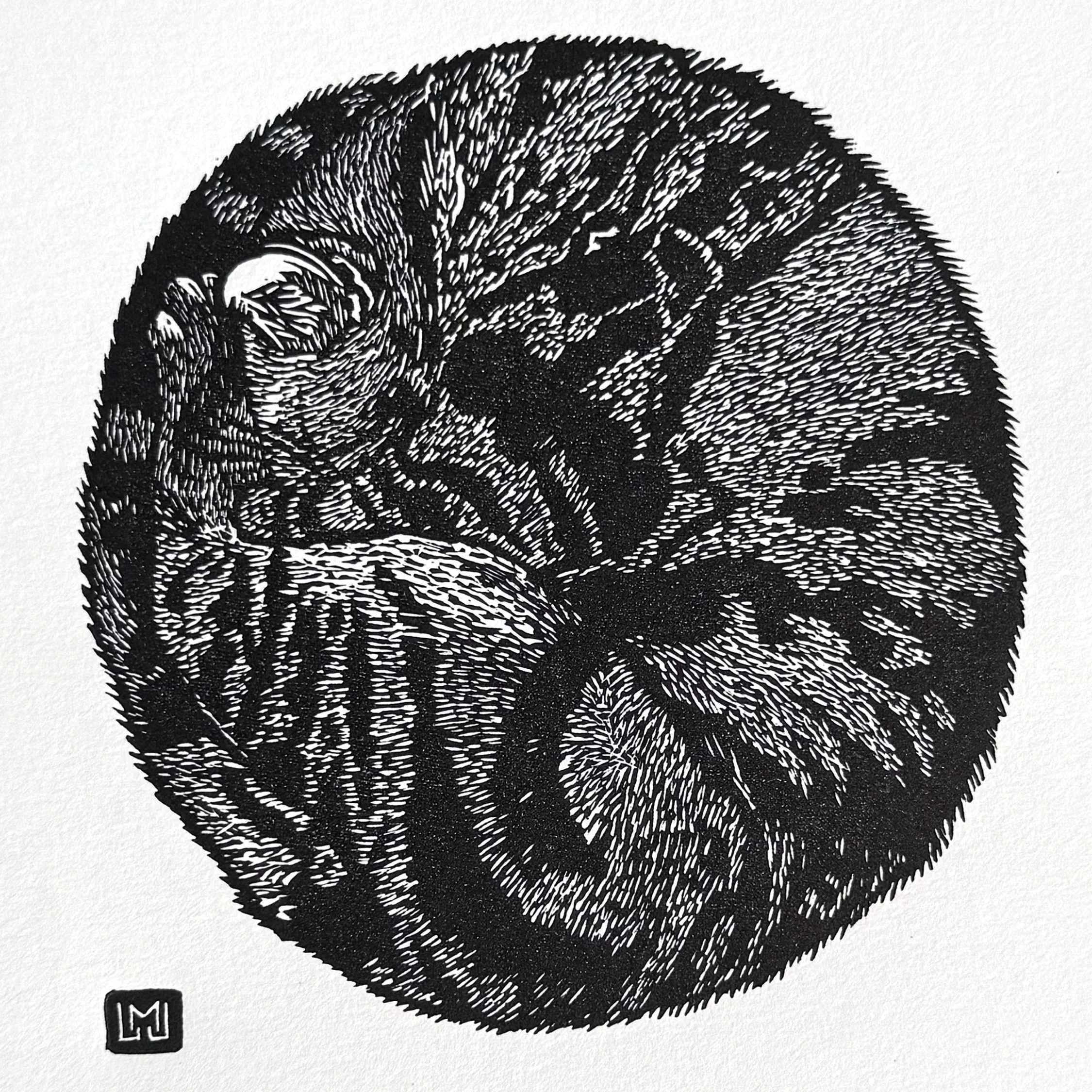 circle cat SQ closeup.jpg