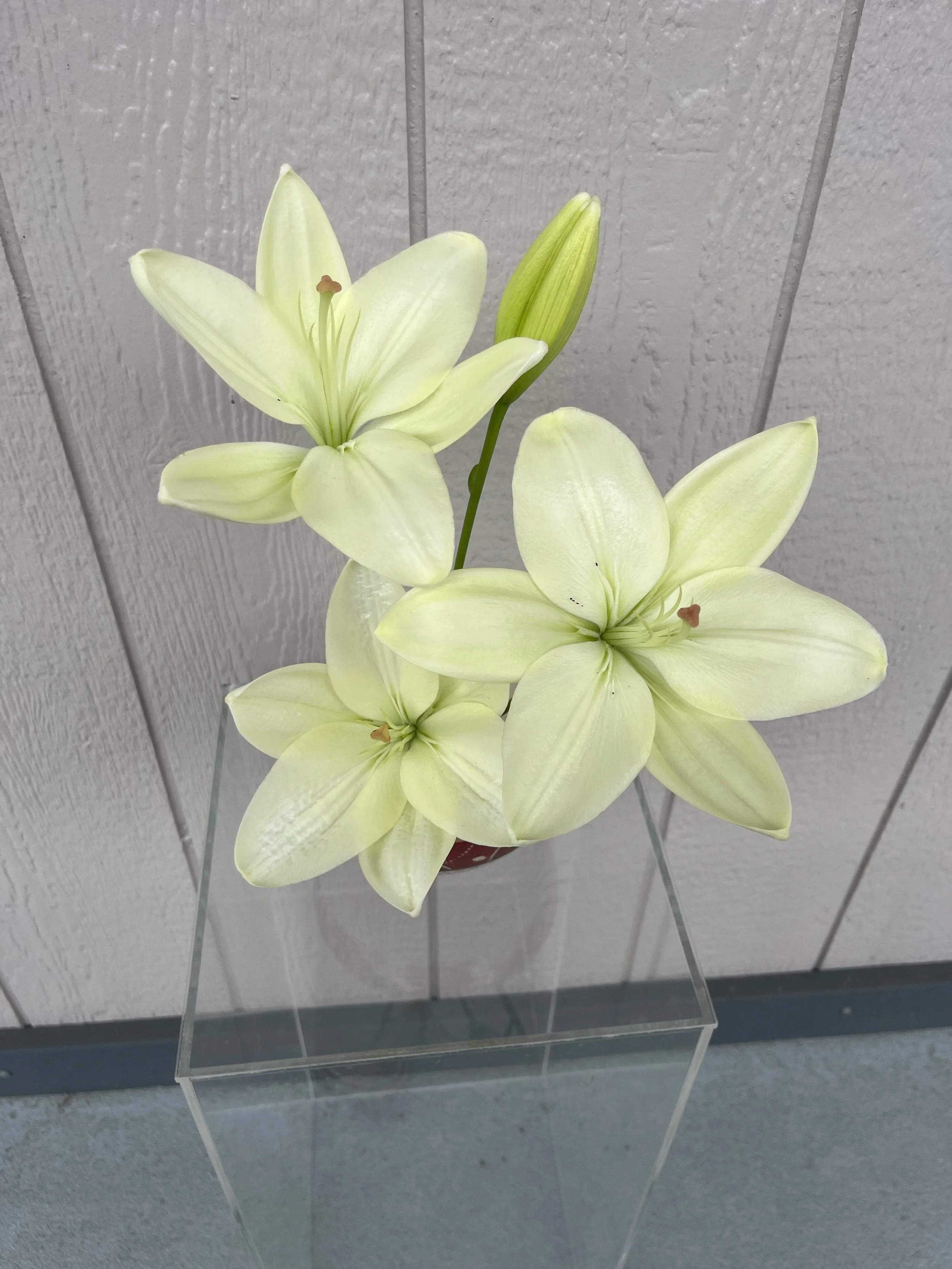 classy flowers seattle