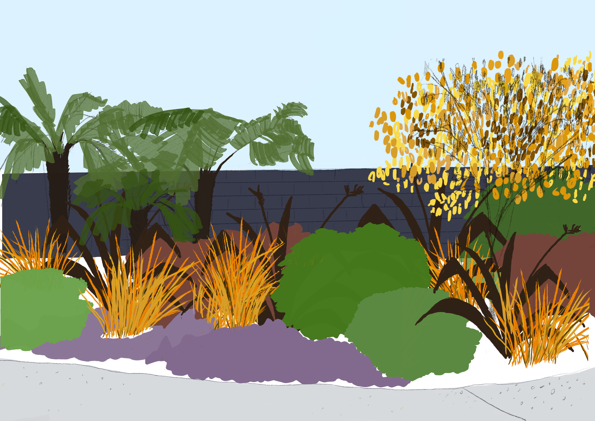 Auckland garden designer Sarah Harrison.Project sketch.png