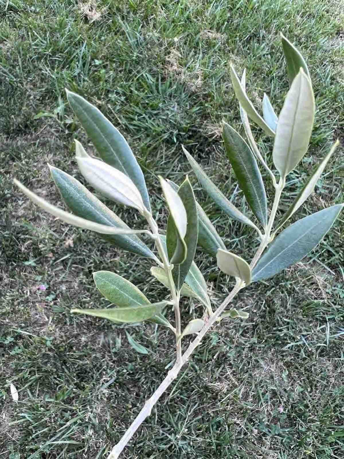Olive-Branch-1.jpg