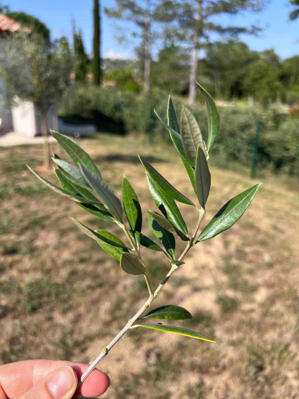 Olive-Branch-3.jpg