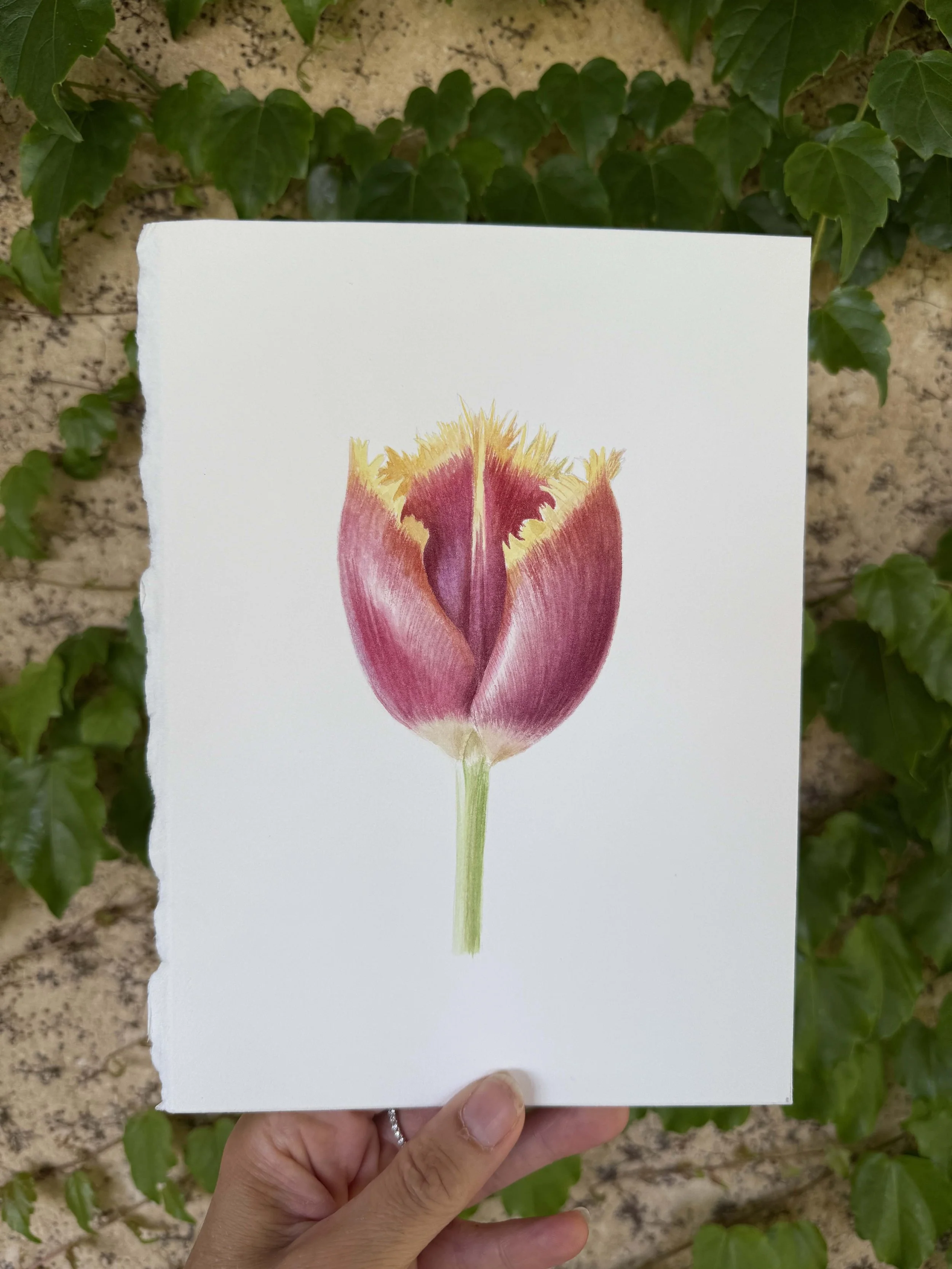 TulipMercure5.jpg