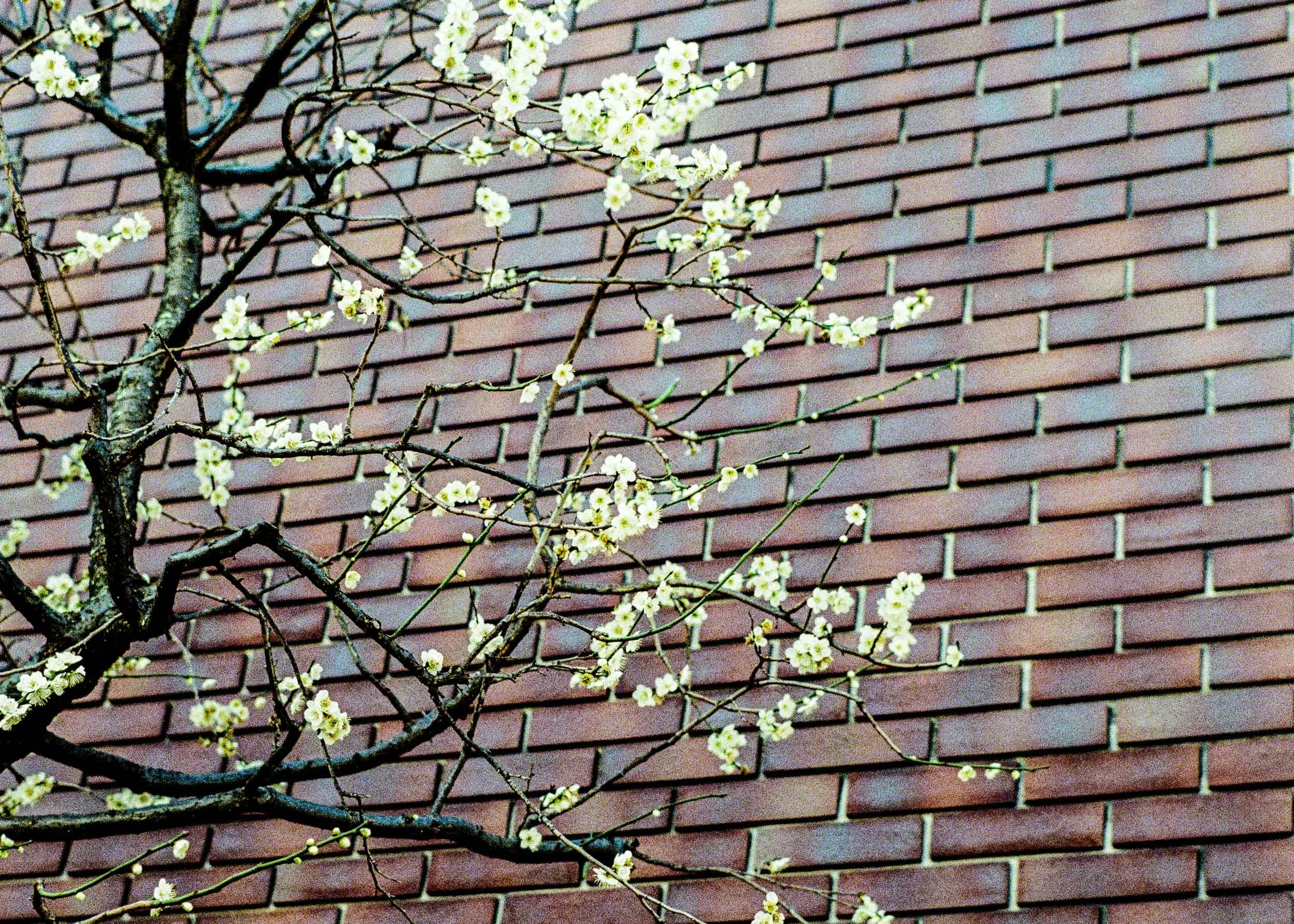 Slawo Urban Photographer - Waiting for Sakura-1.jpg