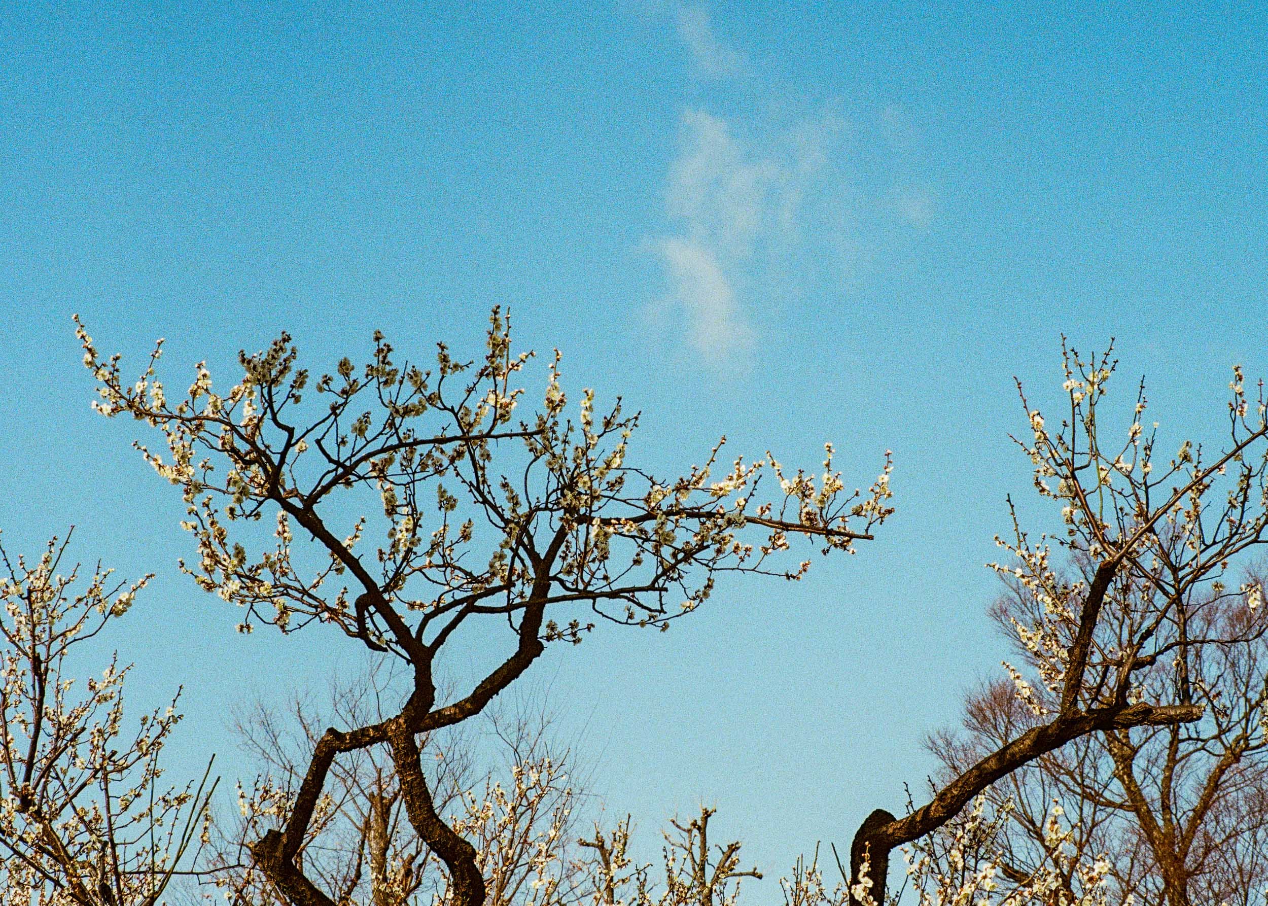Slawo Urban Photographer - Waiting for Sakura-2.jpg