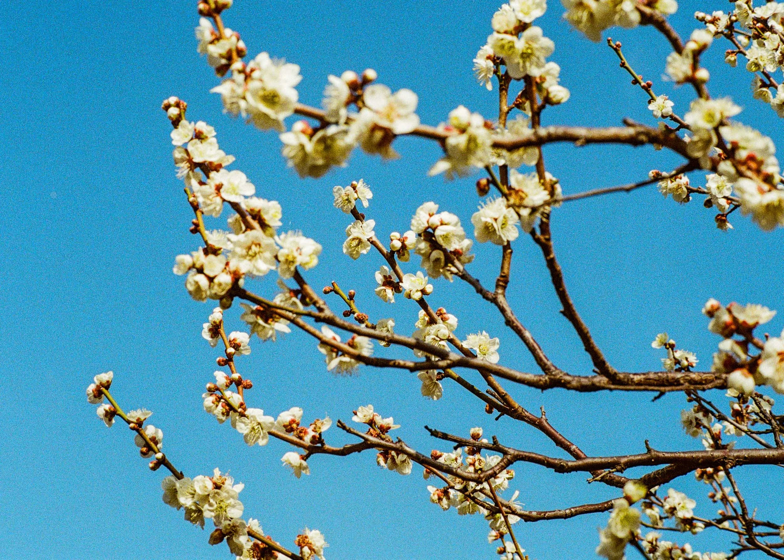 Slawo Urban Photographer - Waiting for Sakura-3.jpg