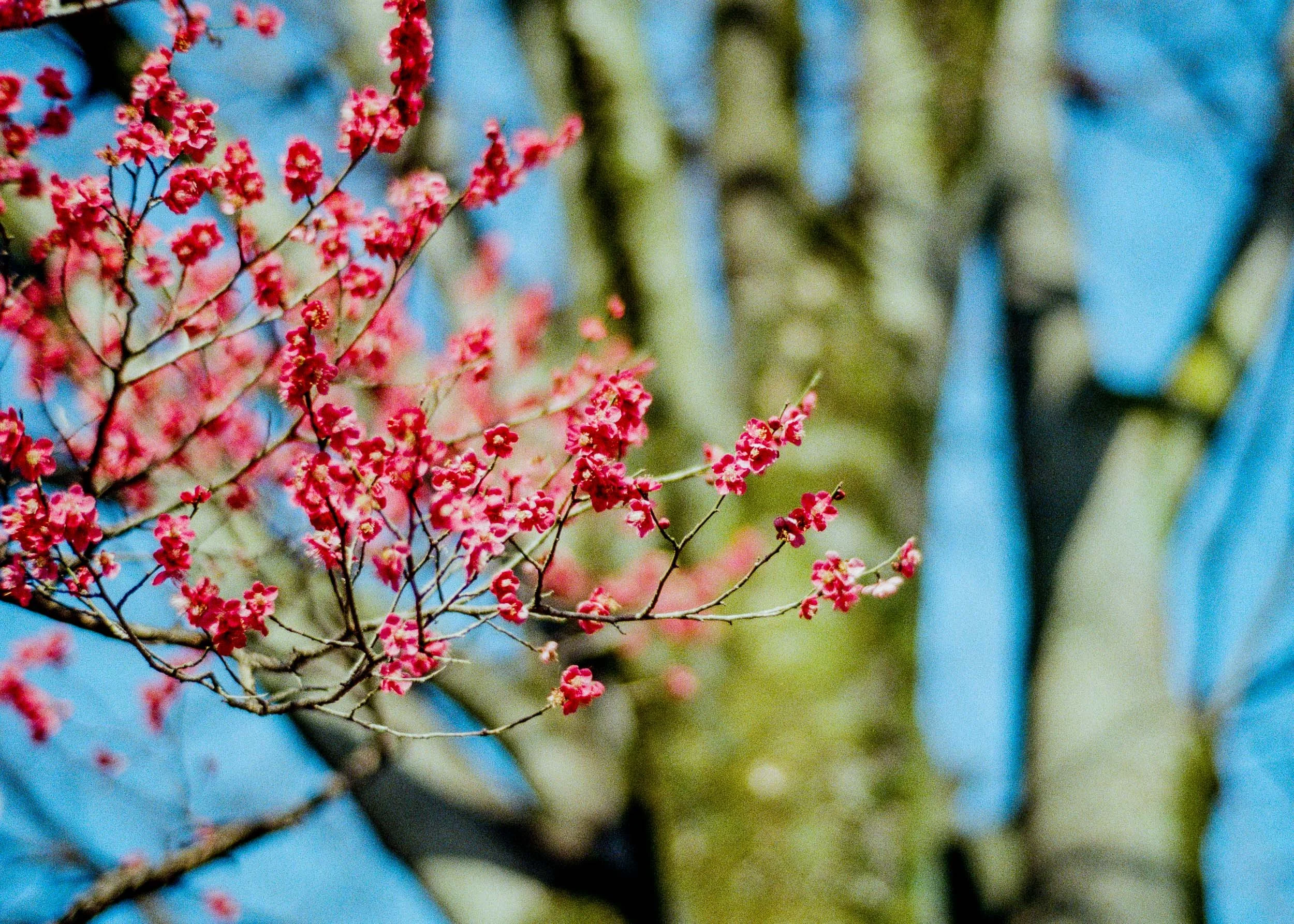 Slawo Urban Photographer - Waiting for Sakura-4.jpg