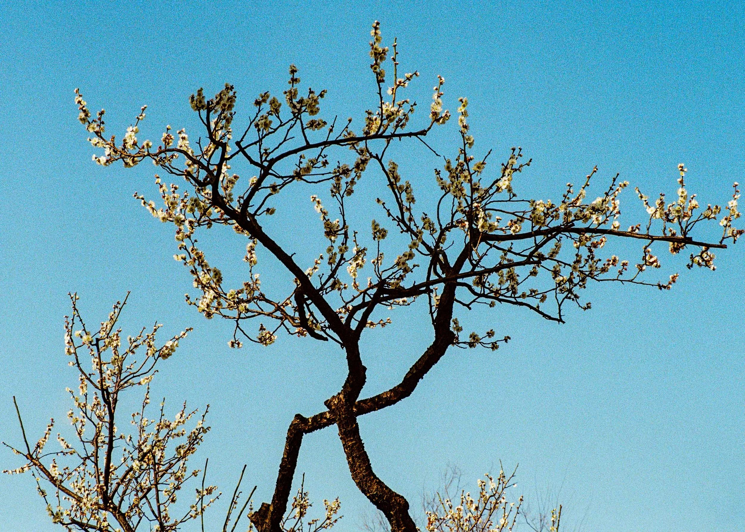 Slawo Urban Photographer - Waiting for Sakura-7.jpg