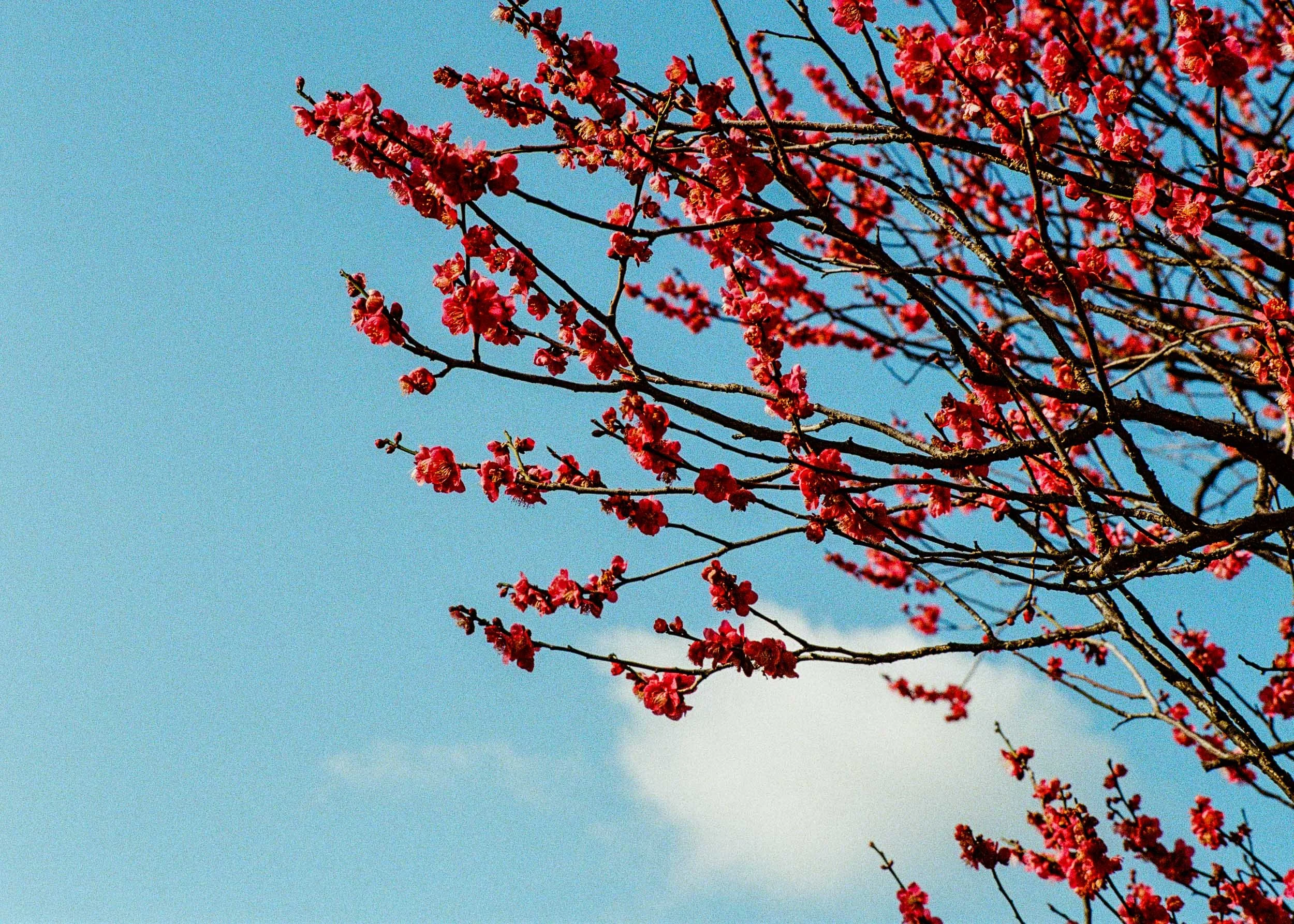 Slawo Urban Photographer - Waiting for Sakura-8.jpg