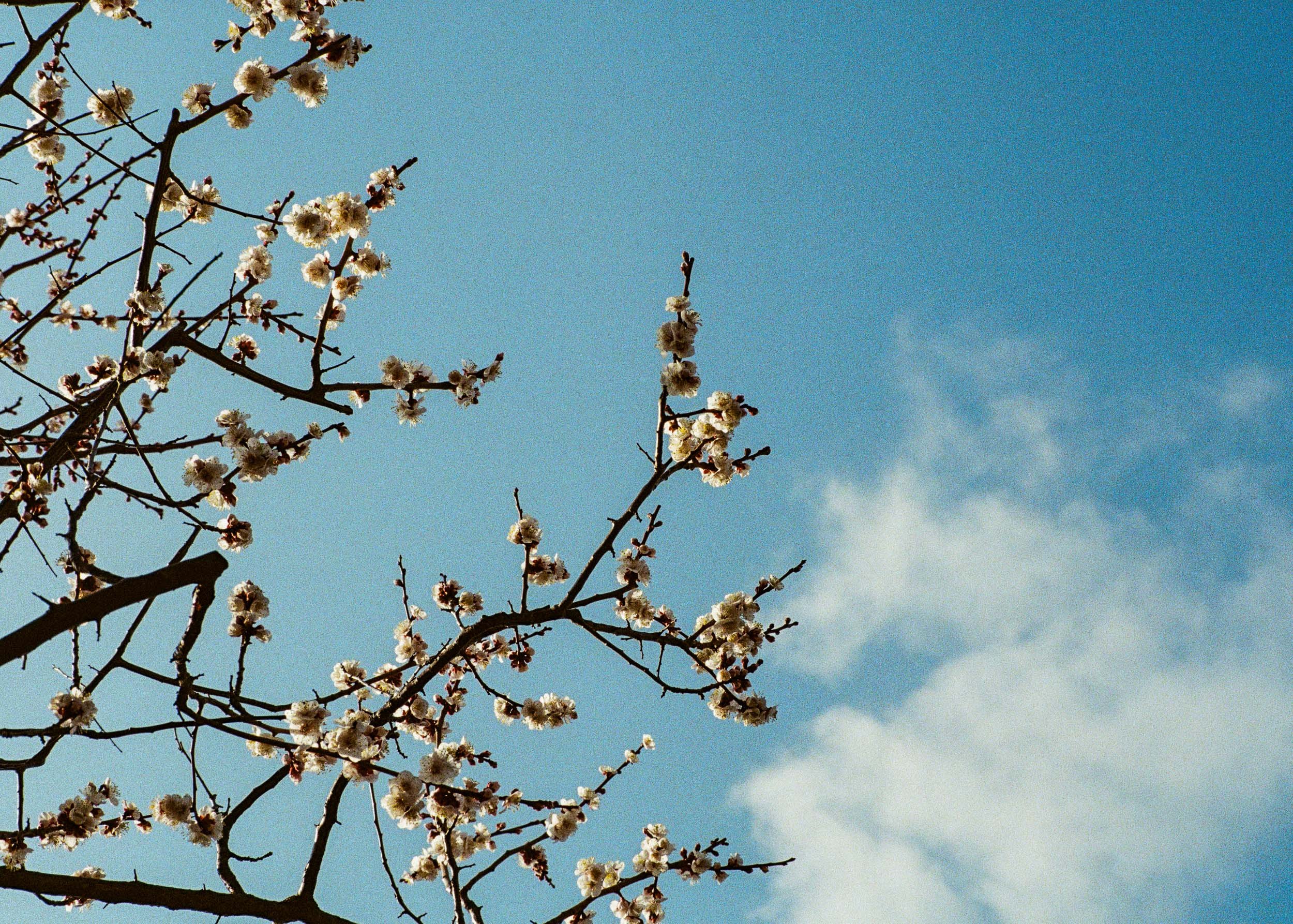 Slawo Urban Photographer - Waiting for Sakura-9.jpg