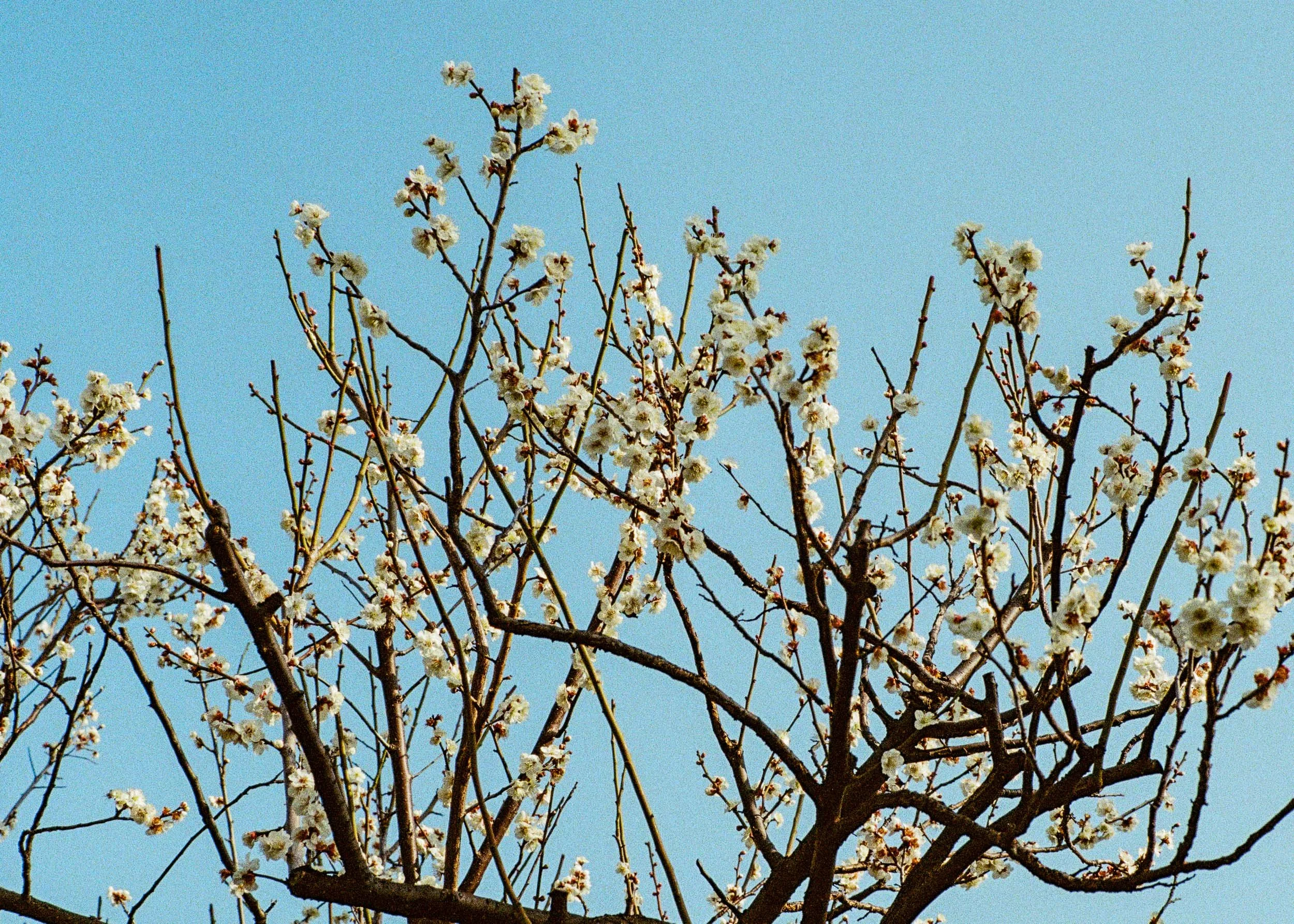 Slawo Urban Photographer - Waiting for Sakura-10.jpg