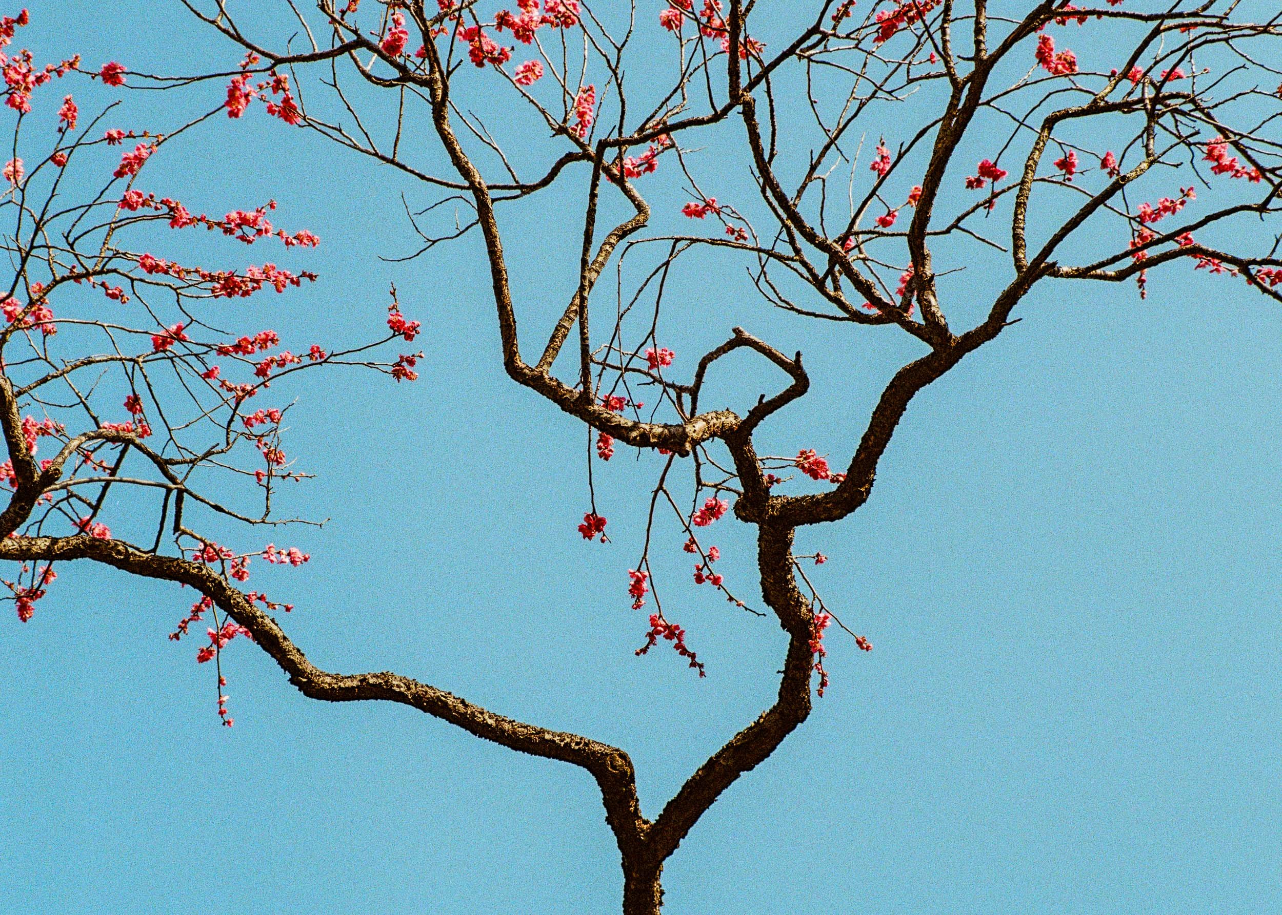 Slawo Urban Photographer - Waiting for Sakura-12.jpg