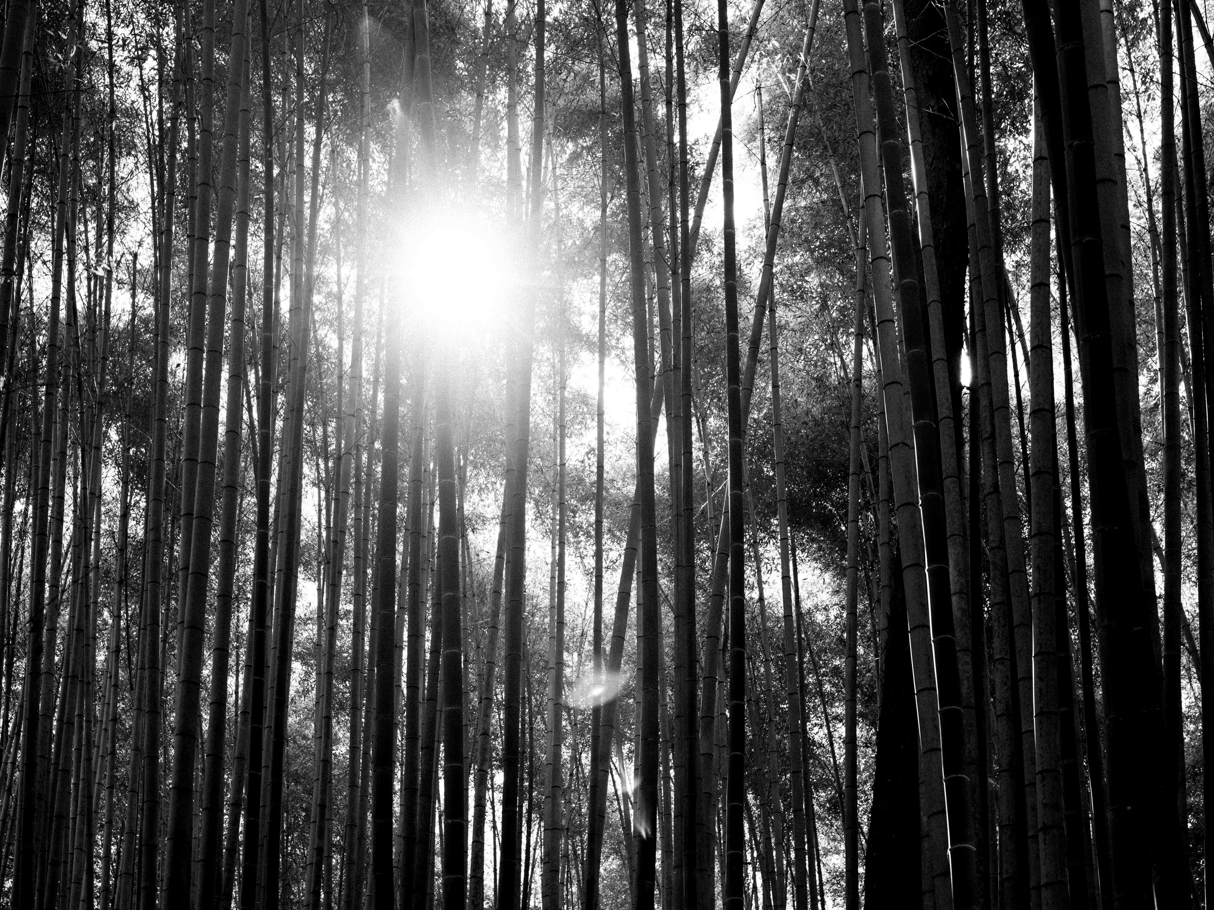 A One-Day Photography Practice in  Kyoto, 25th February