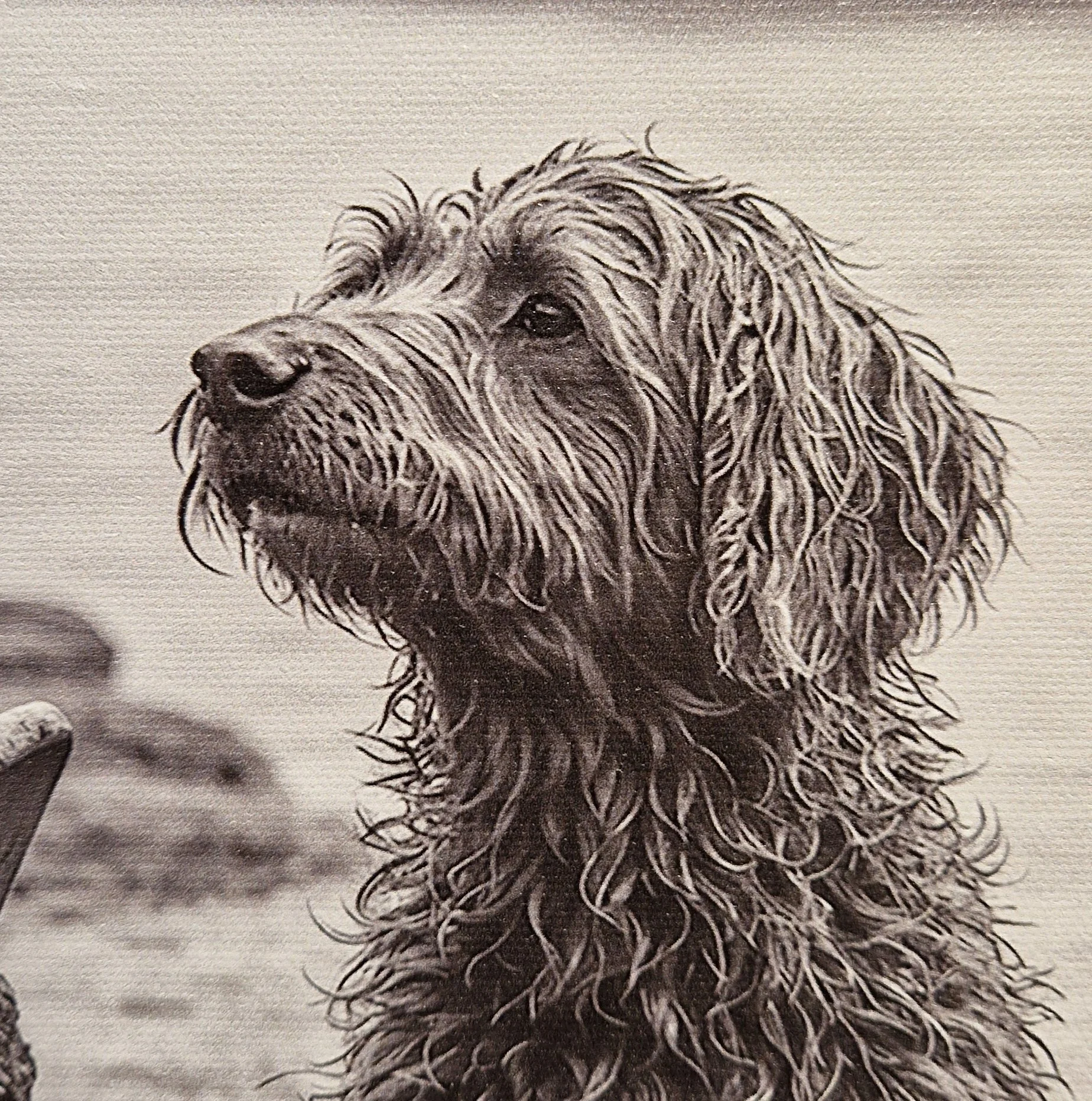 Dog tired detail.jpg