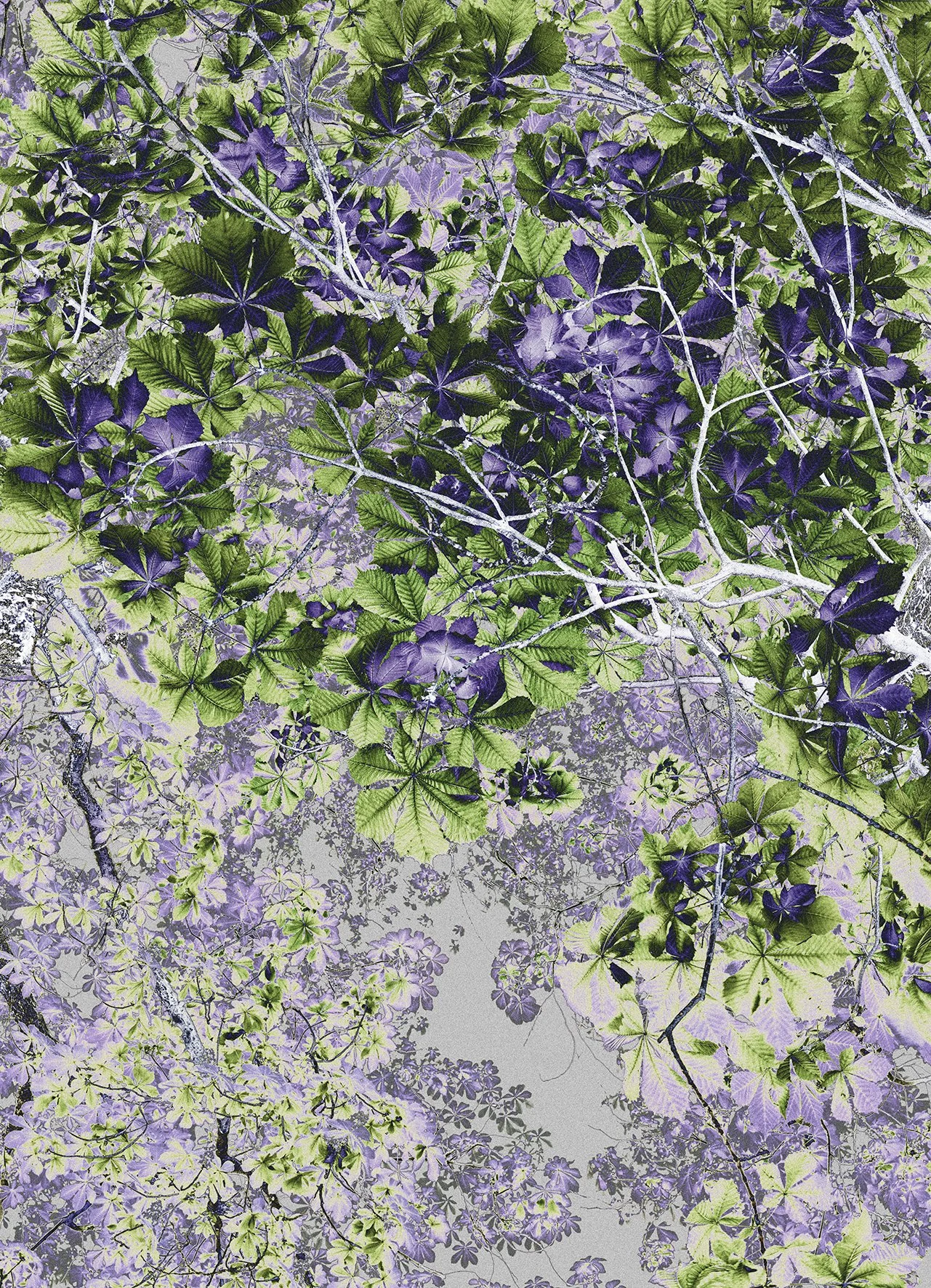 L1104860 feuillages1 printemps2022 Panorama SOLA.jpg