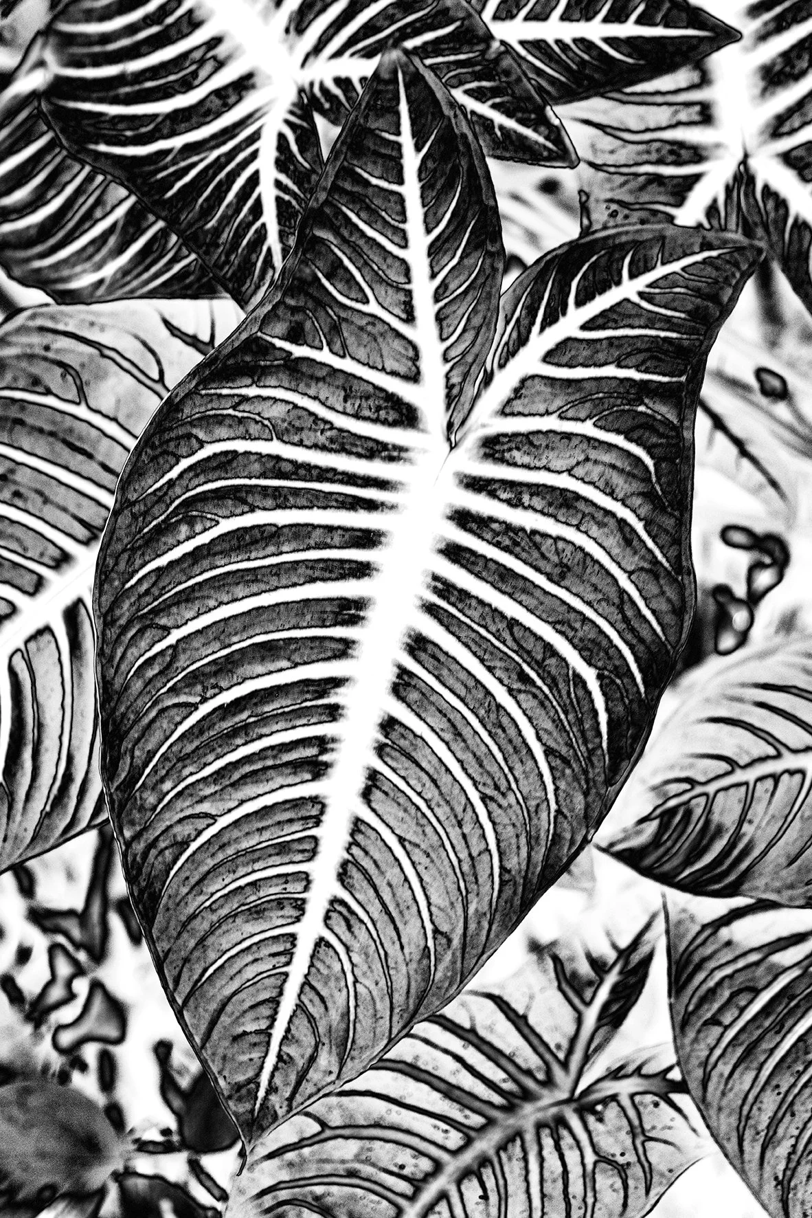 Nature solaire monochrome