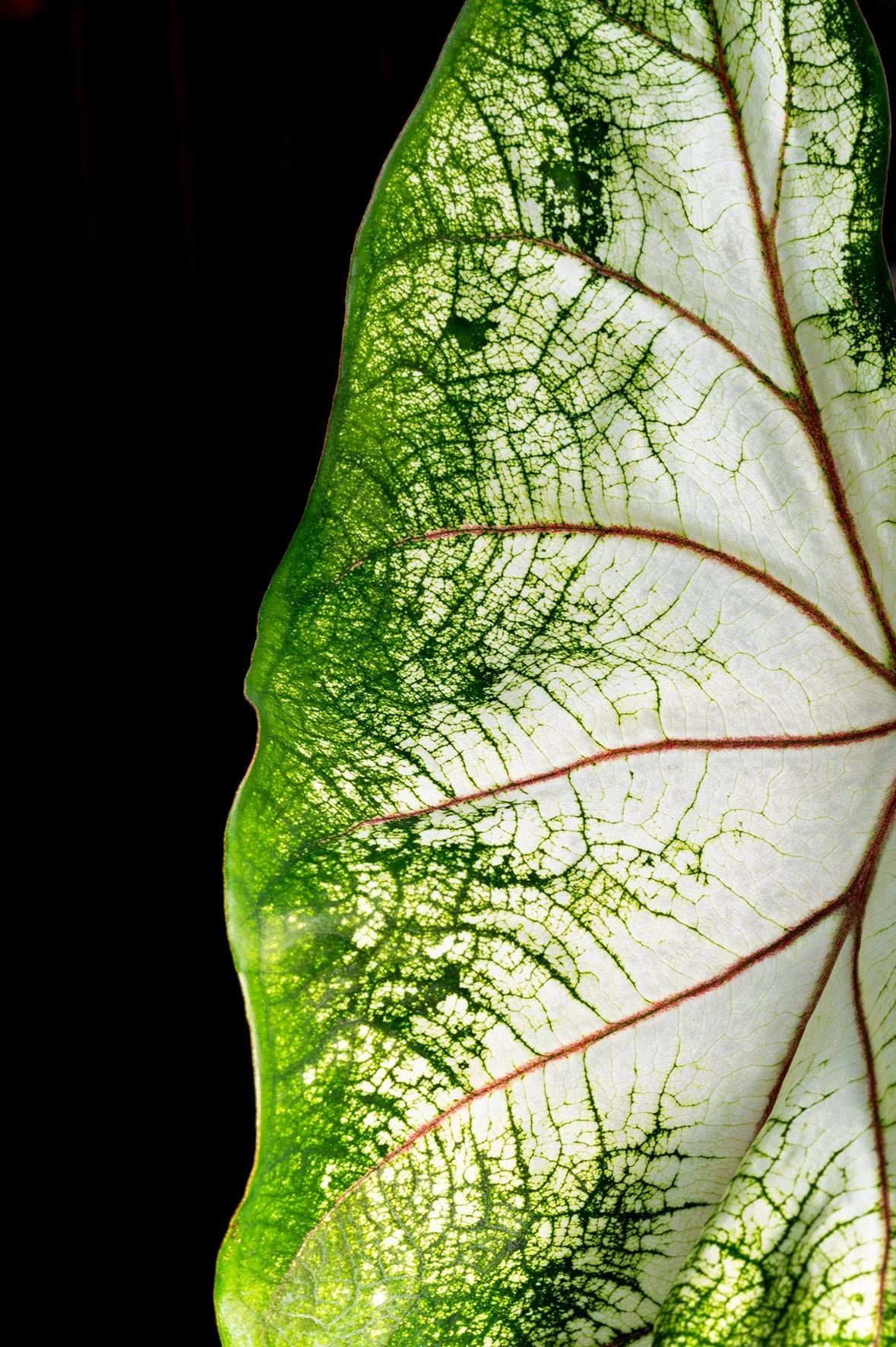 Nature solaire chromatique