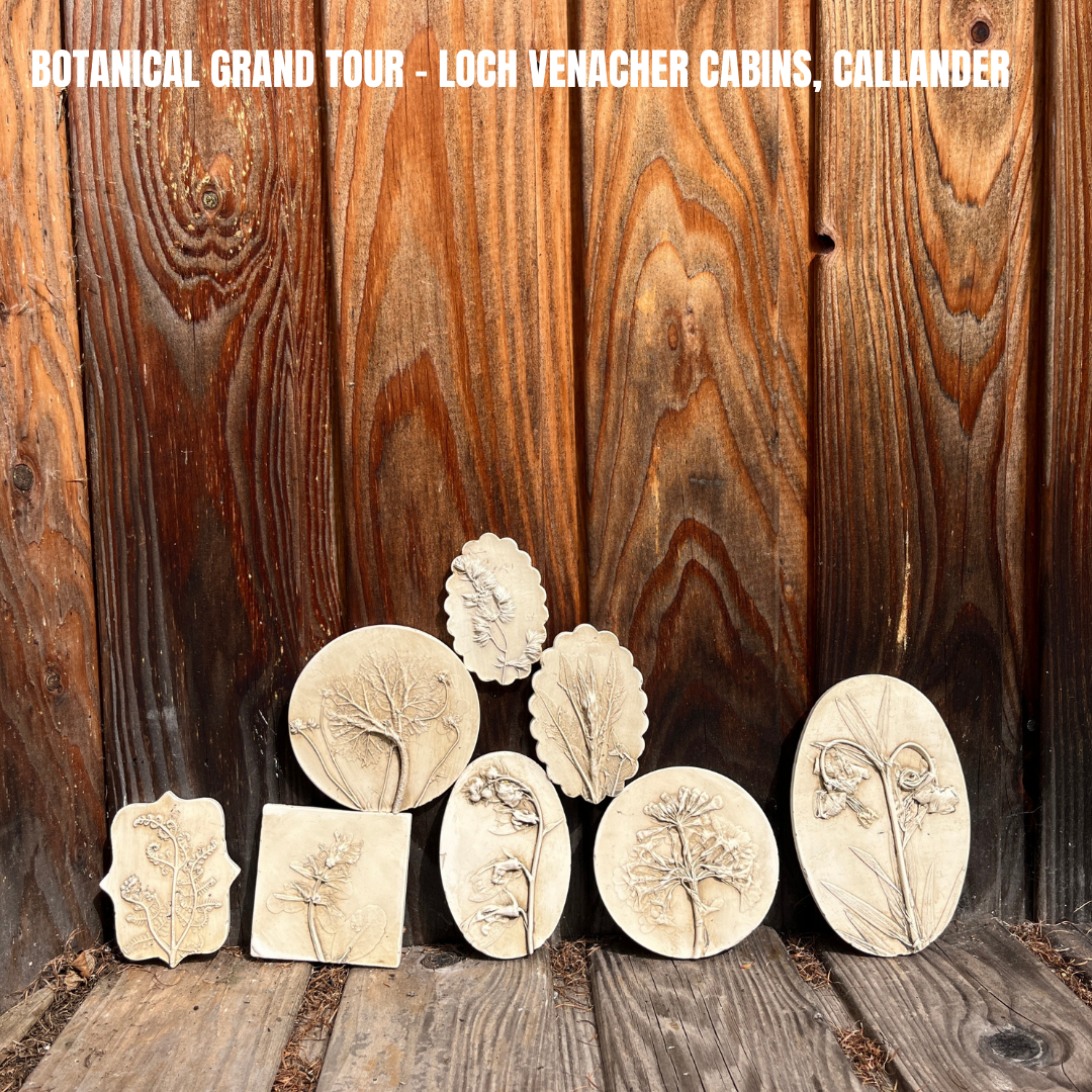 Botanical grand tour - Willow, Loch Venacher Cabins