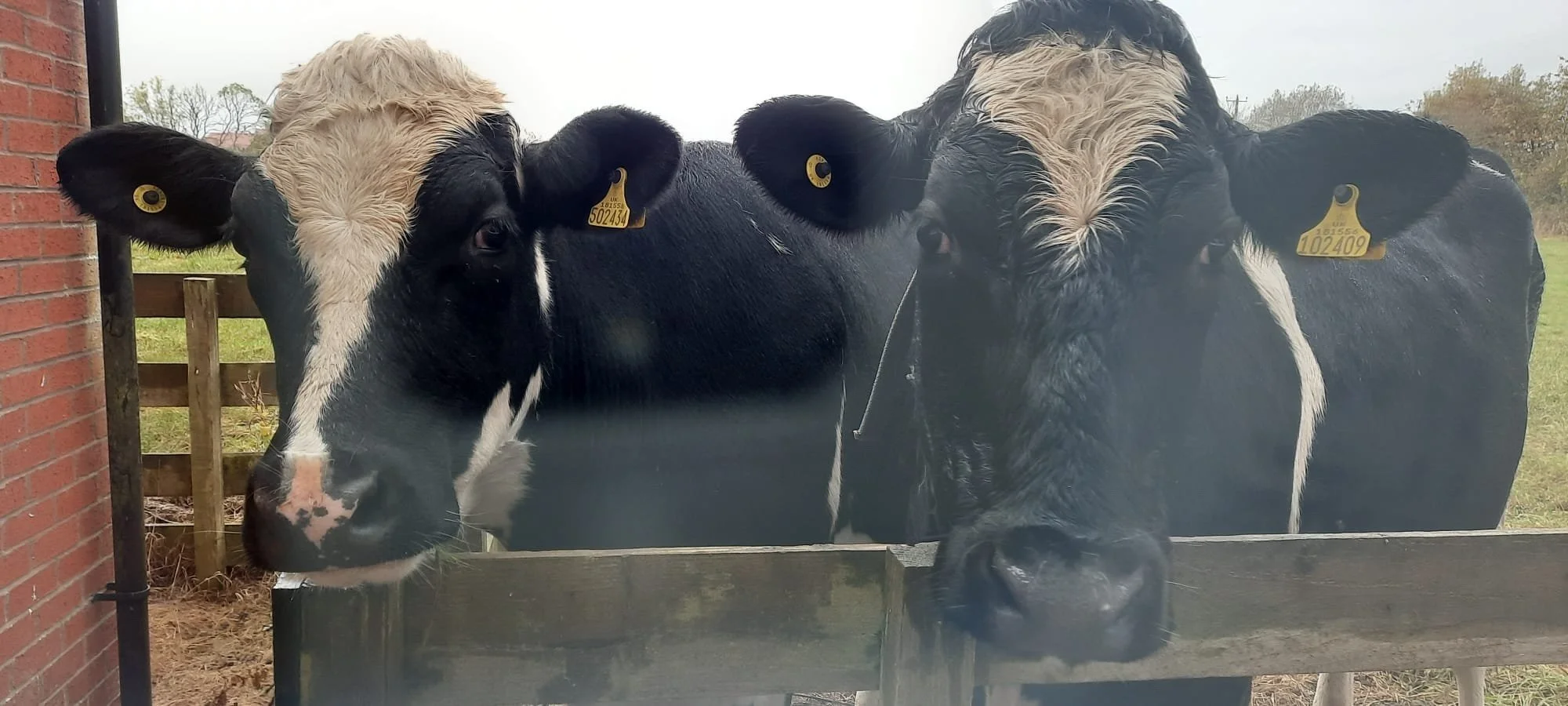 Great Eccleston Agricultural Show