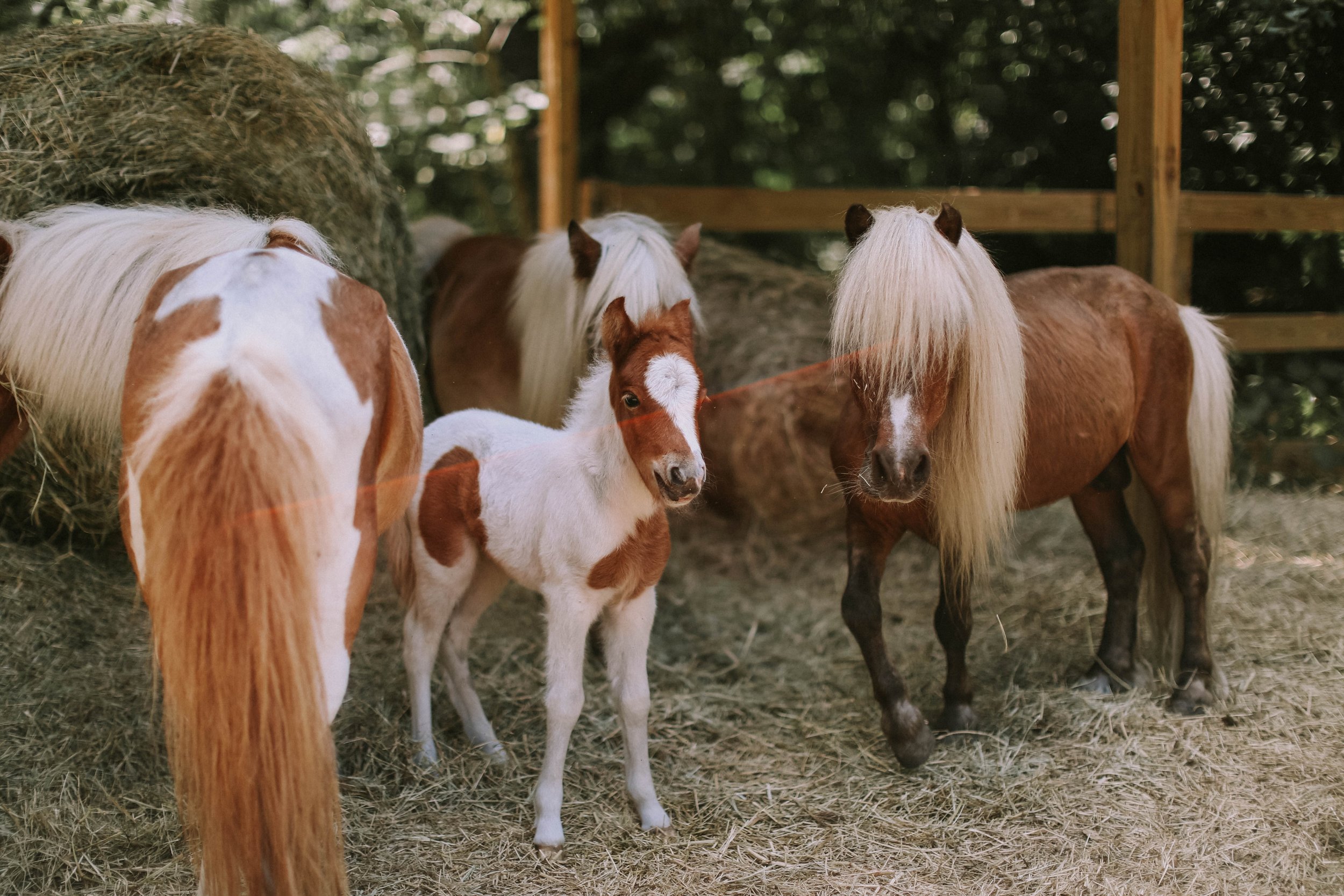Mini+horses.jpeg