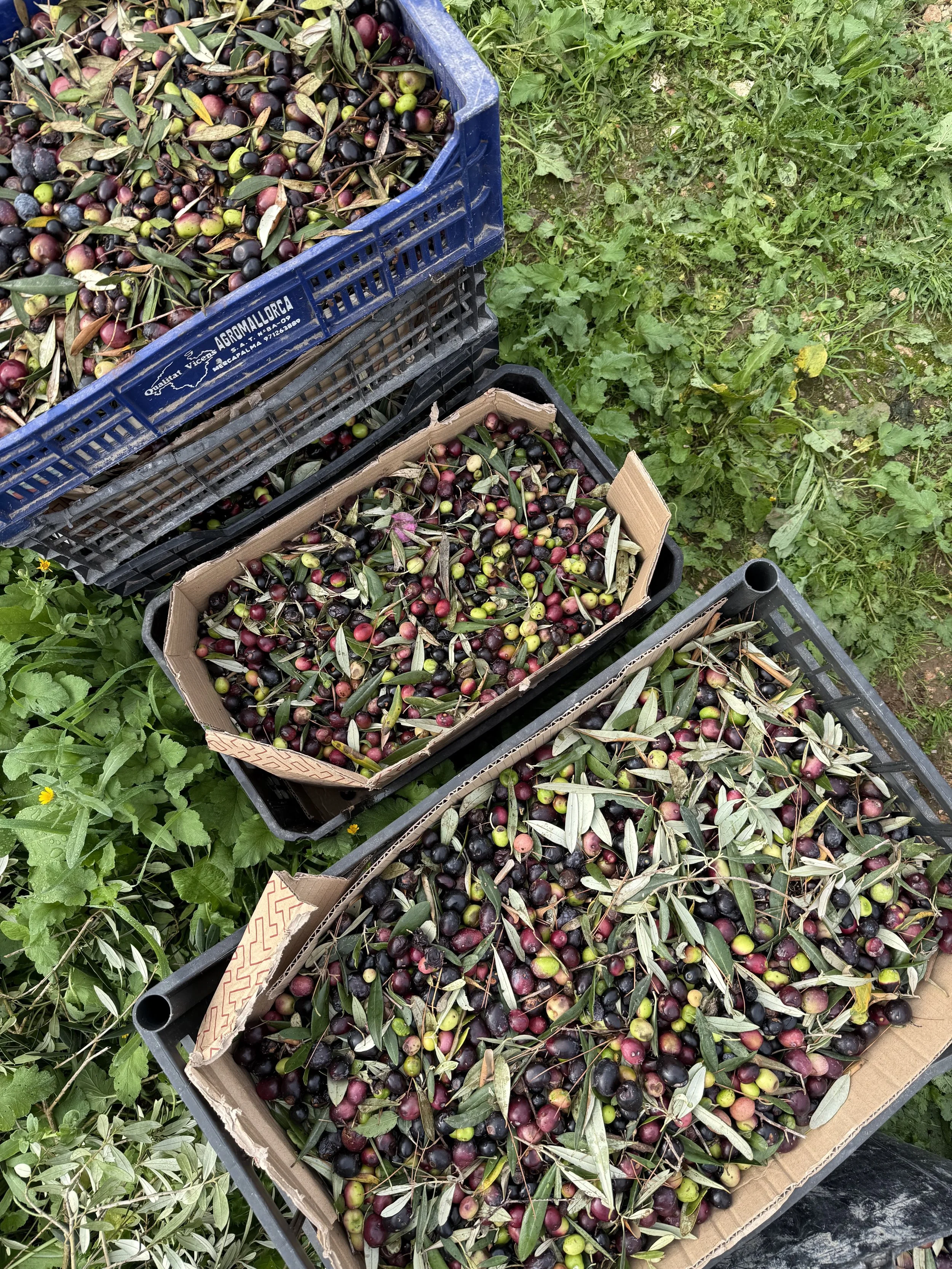 The Olive Harvest at La Finca