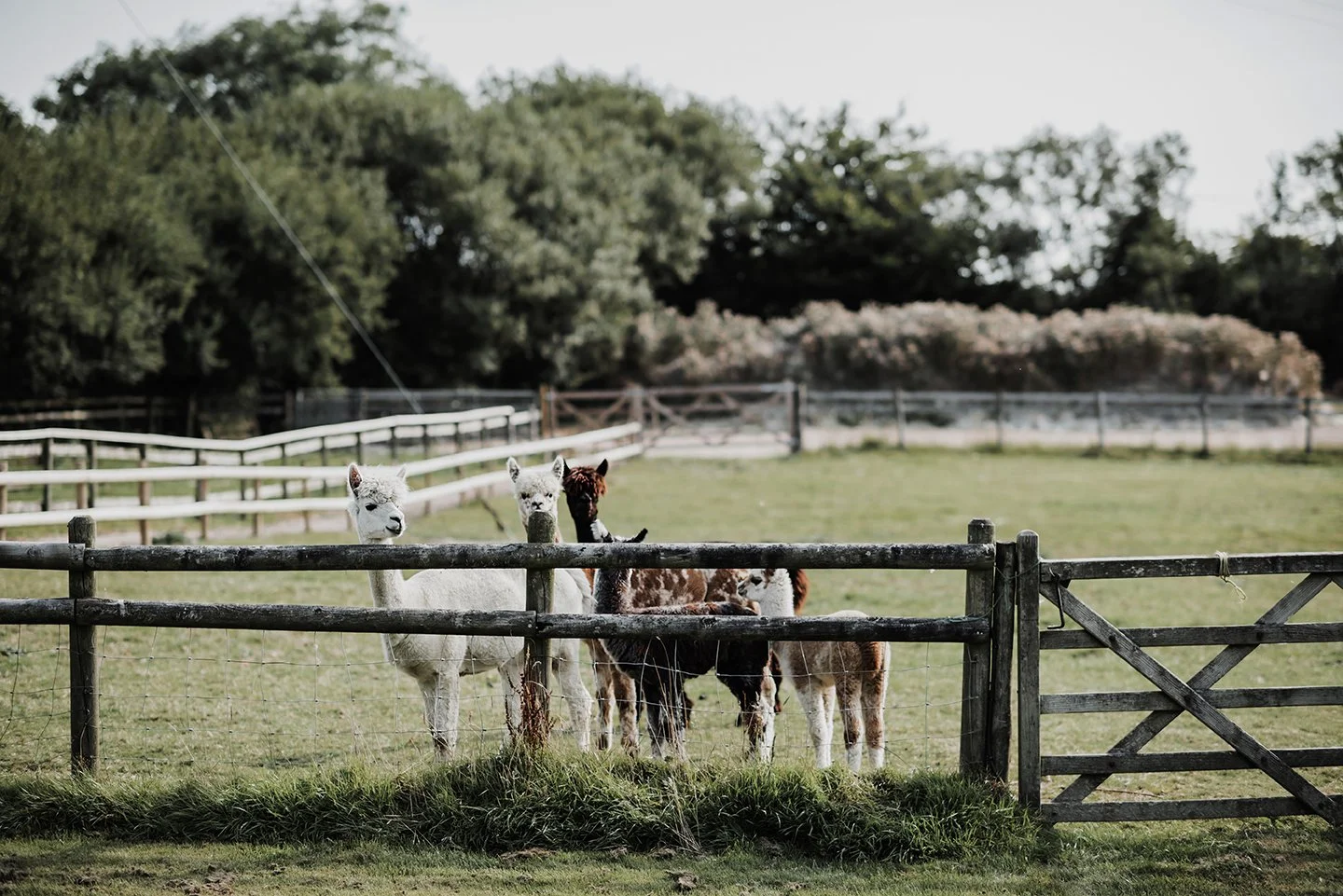 Family photographer North Devon _0023.jpg