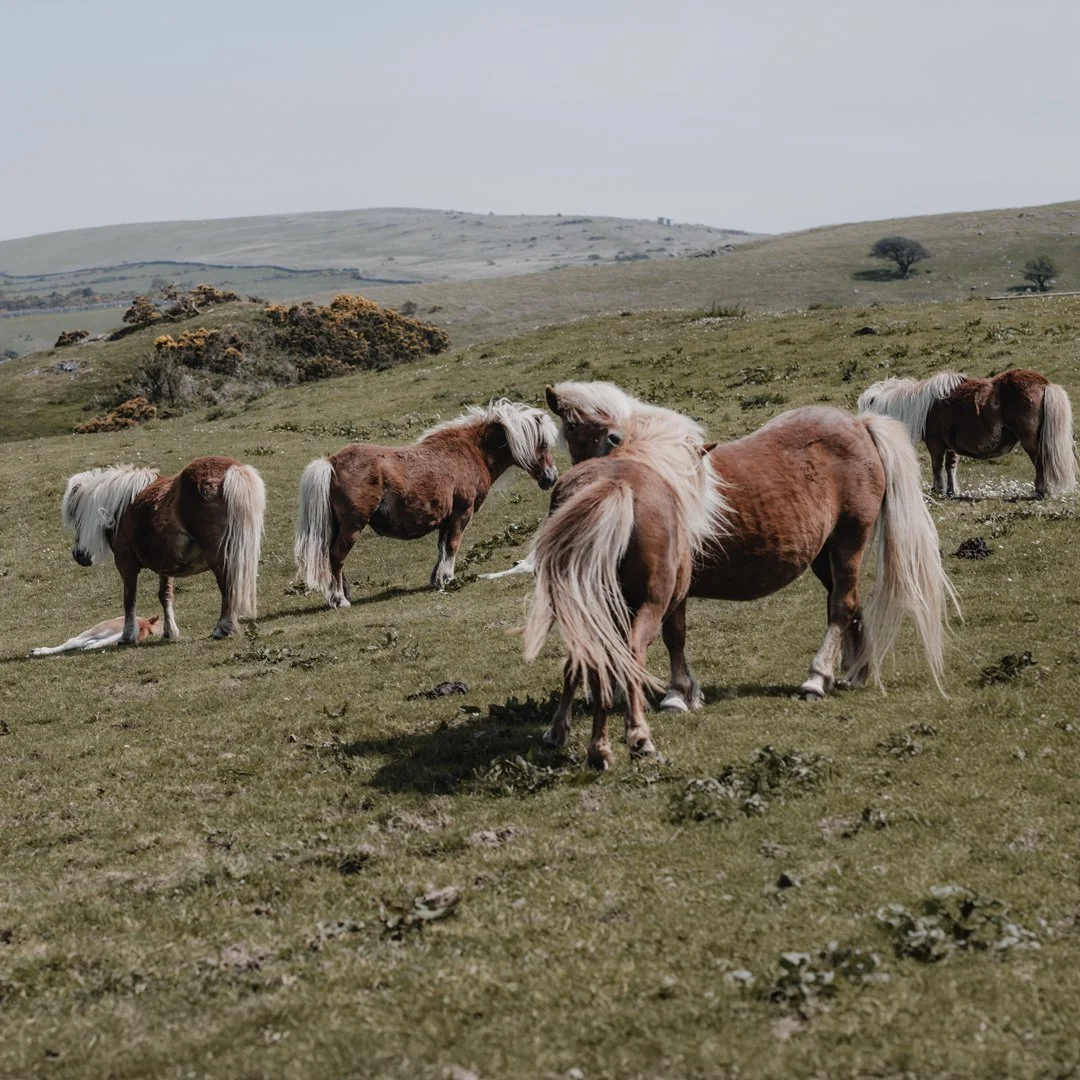 Dartmoor Family Photographer.jpg