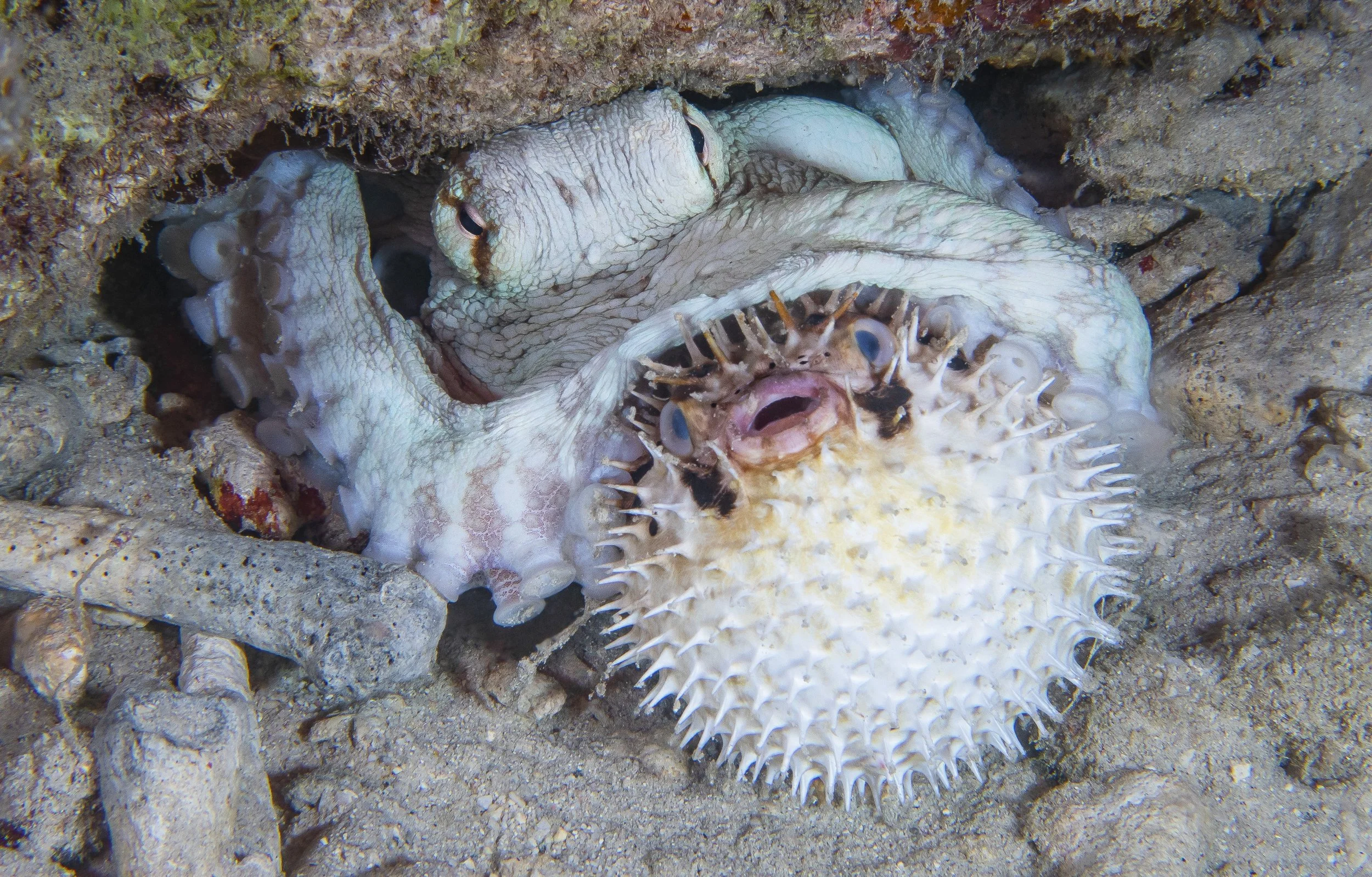 OCTOPUS vs BALLOONFISH