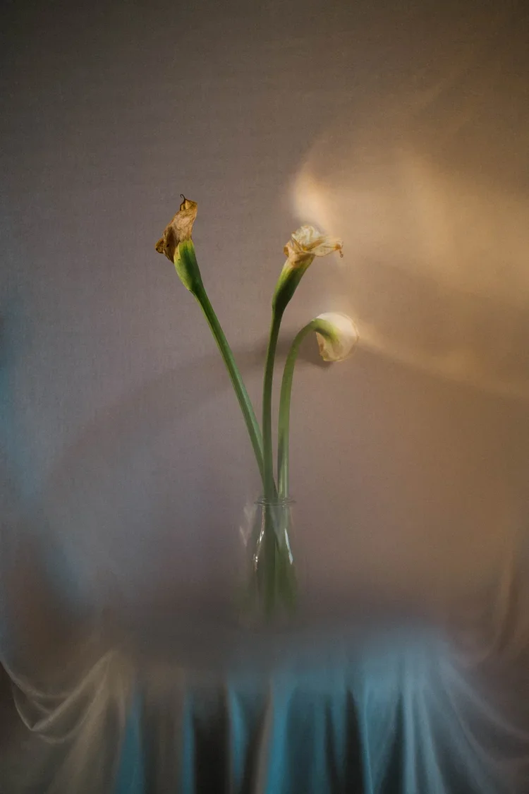Still+life+with+calla+lillies.jpg.webp