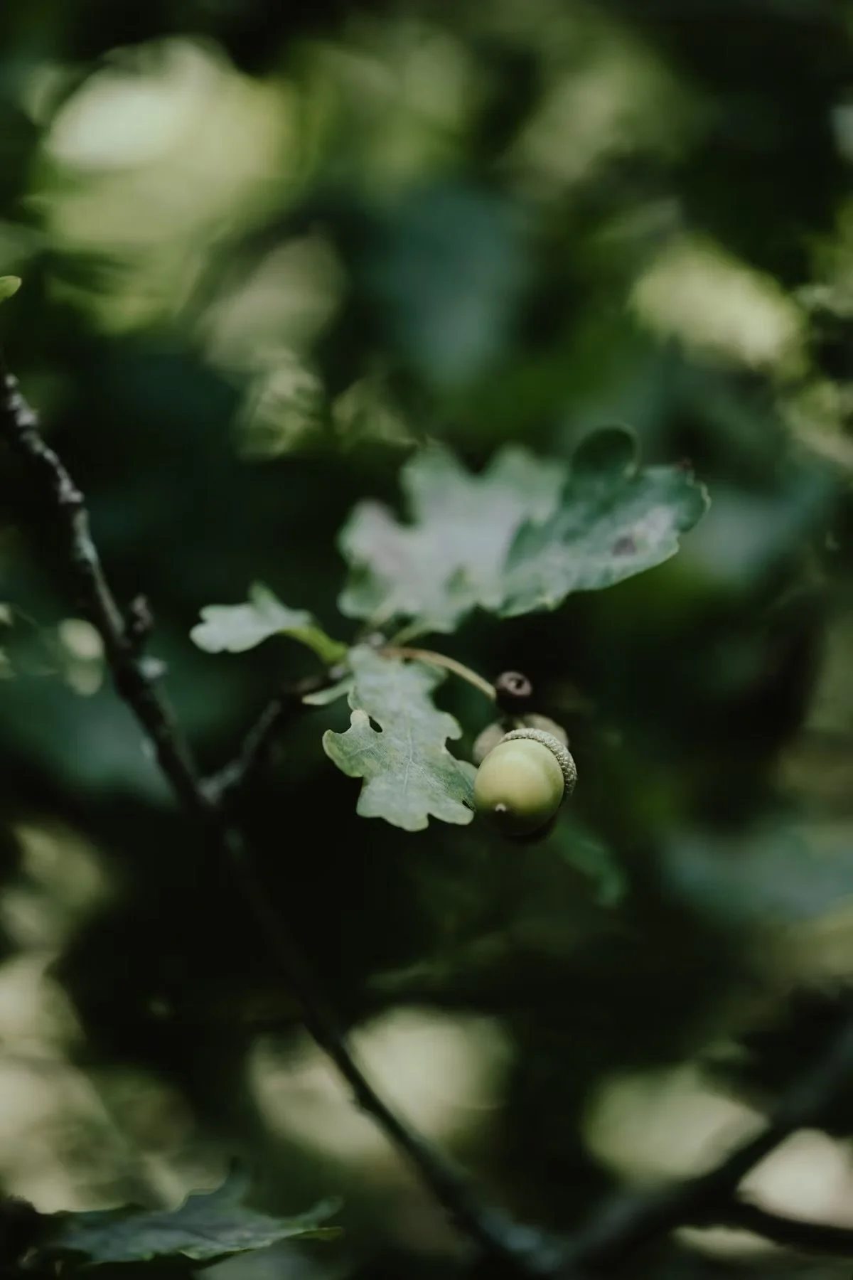 #90 Elspeth Hay on re-storying tree-centric food histories 