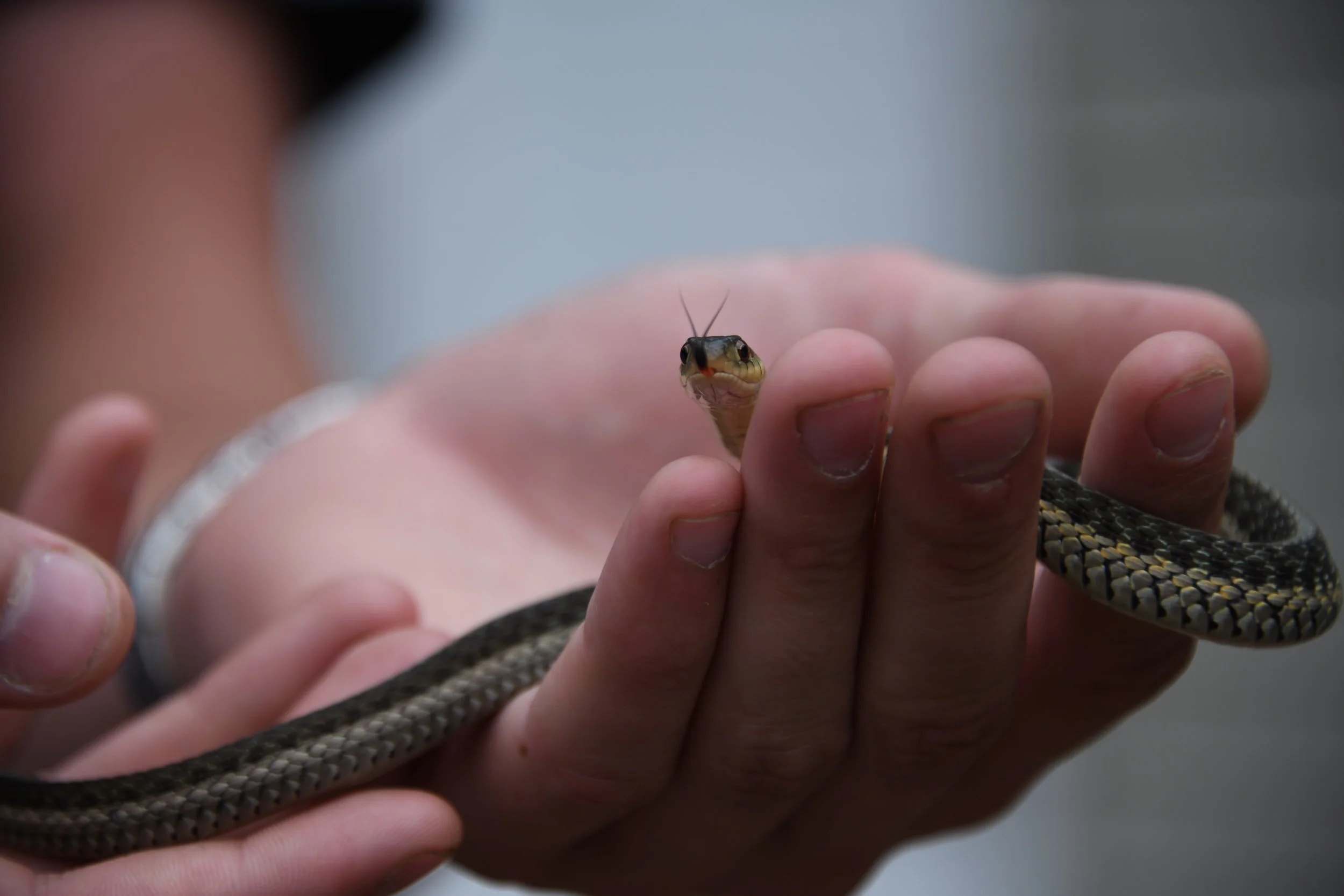 What are phobias and how can EMDR help?