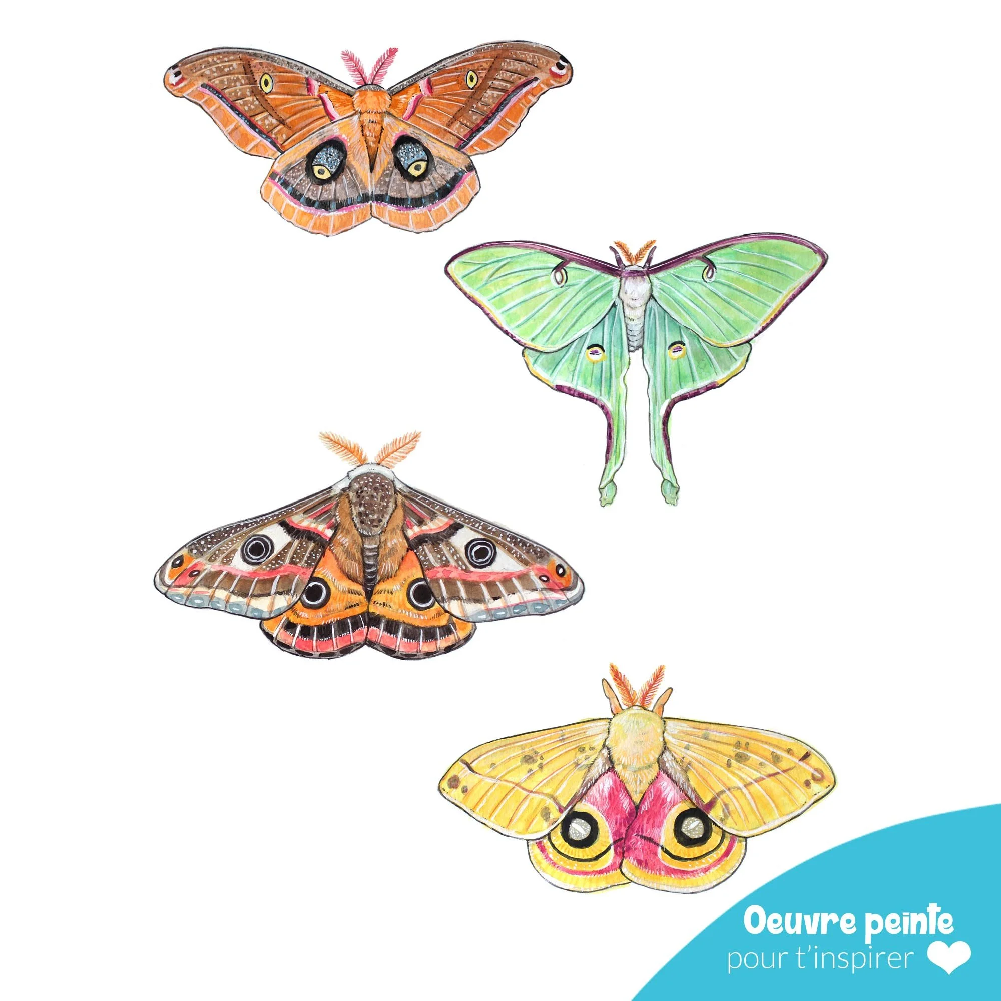 Aquarelle_papillons_à_peindre.jpg