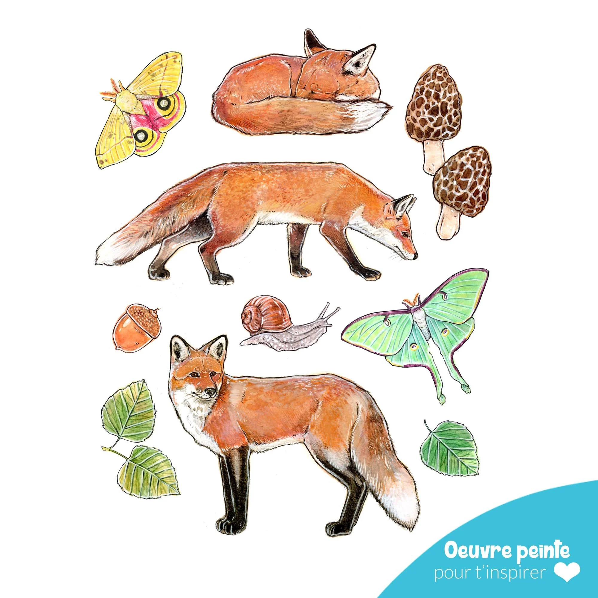 Aquarelle_renard et nature_à_peindre.jpg