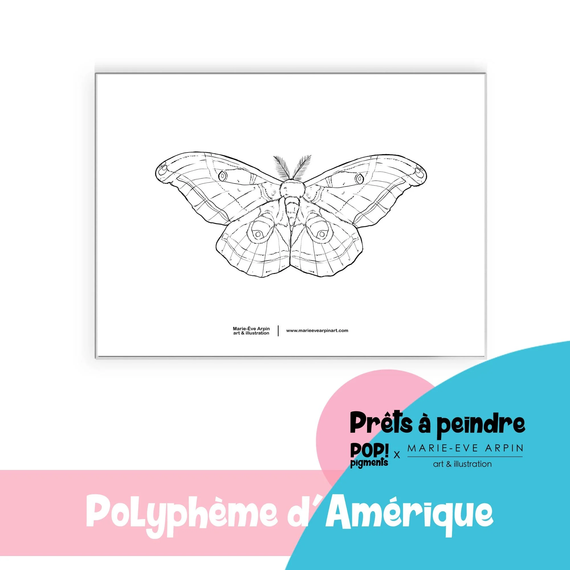 papillon_polypheme_Croquis_a_peindre_aquarelle_MEA_PopPigments.jpg