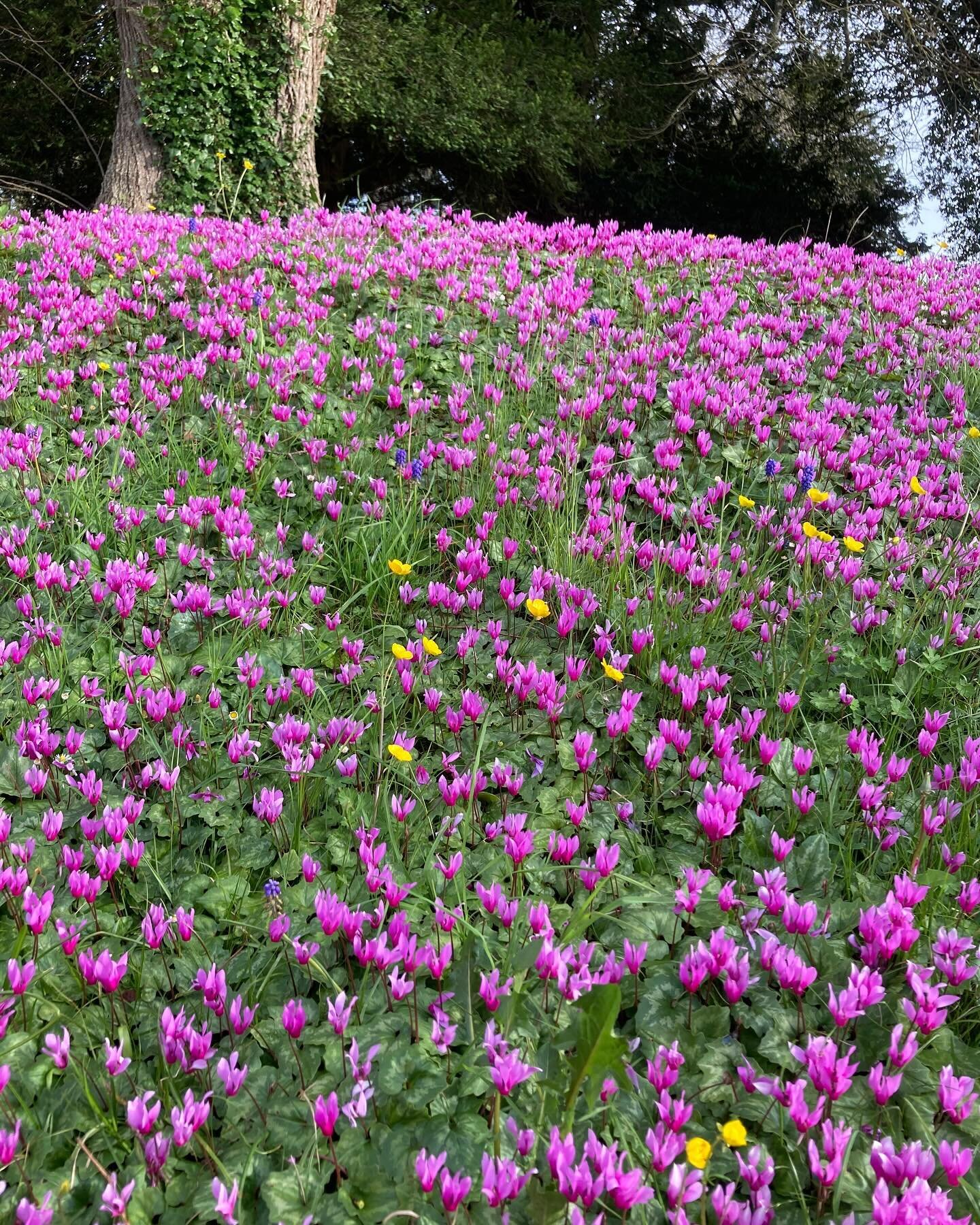 We sell honey from the Latimer Estate where the bees were enjoying the sweet-smelling cyclamen this morning. &pound;6.50 per 227g pot. Open Weds to Sat 10-4 Chesham High Street.